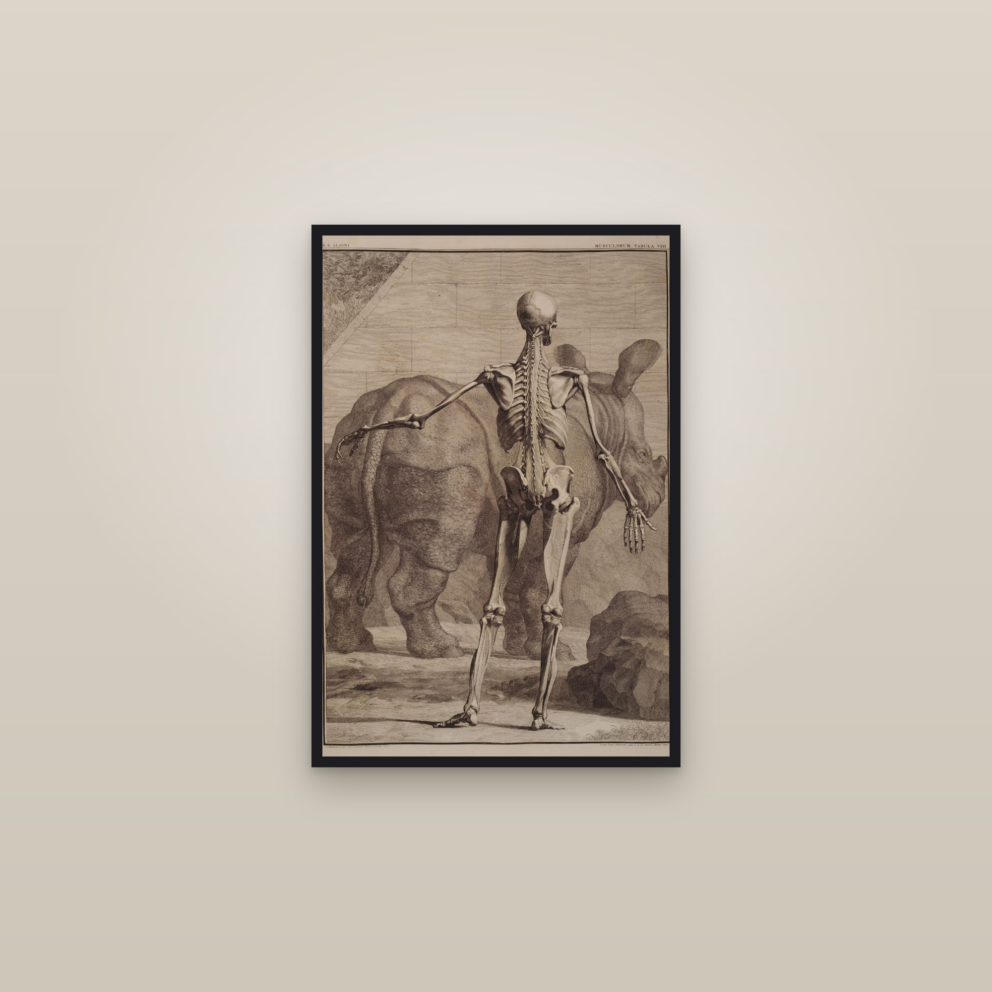 Fourth Order of Muscles, Back, with the Rhinoceros — framed in a gallery setting