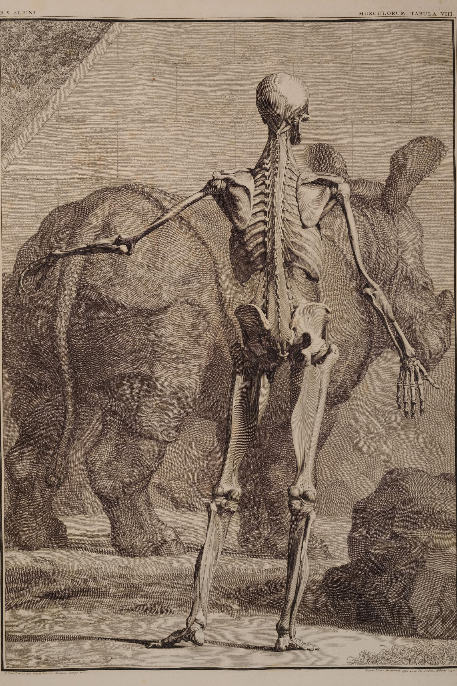 Fourth Order of Muscles, Back, with the Rhinoceros