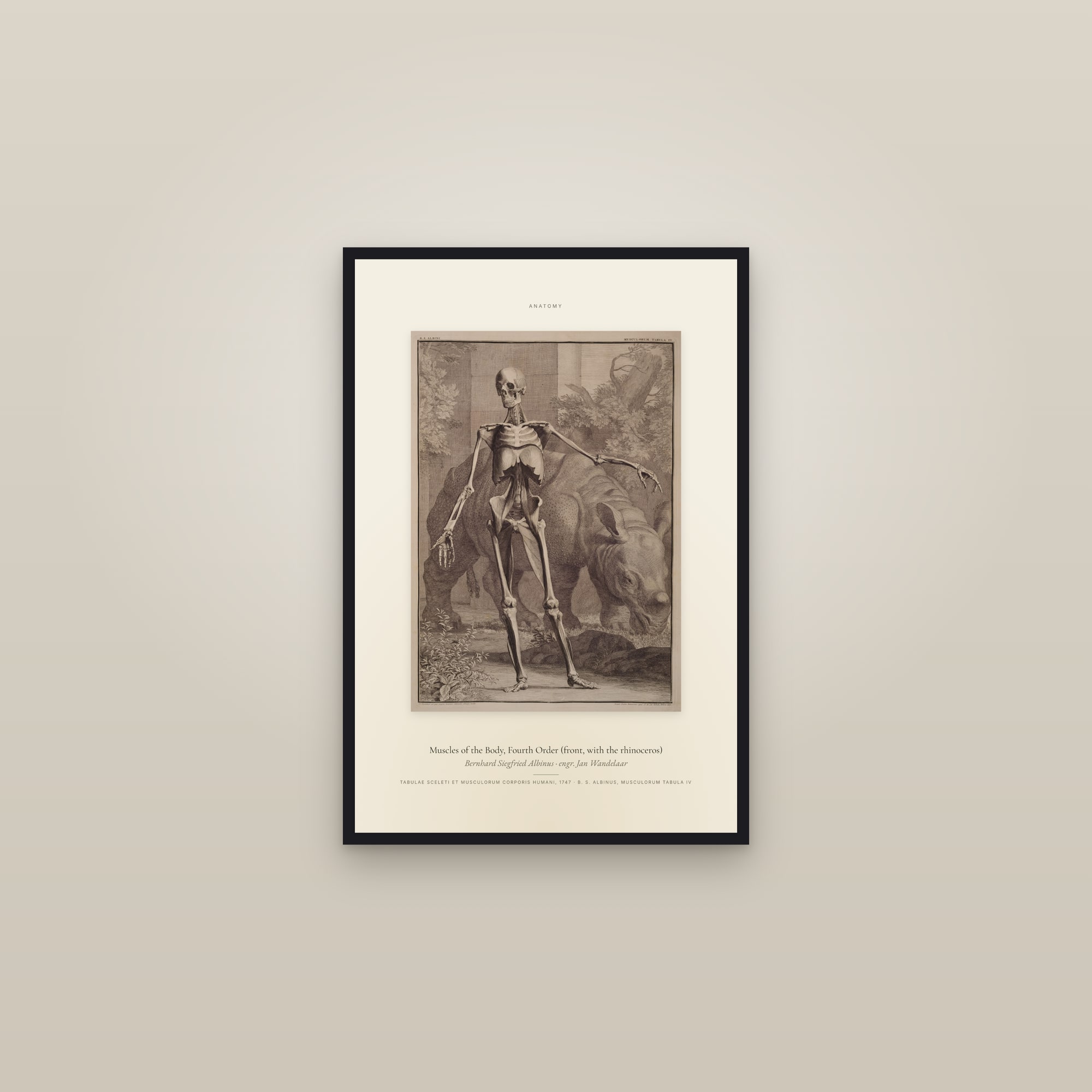 Fourth Order of Muscles, Front, with the Rhinoceros — Specimen — framed in a gallery setting