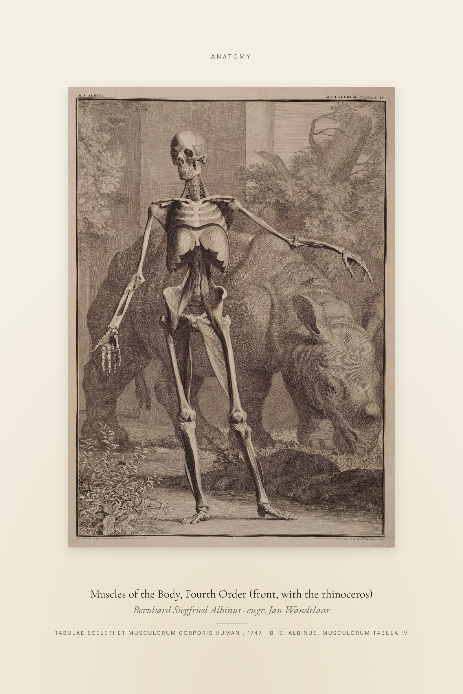 Fourth Order of Muscles, Front, with the Rhinoceros — Specimen