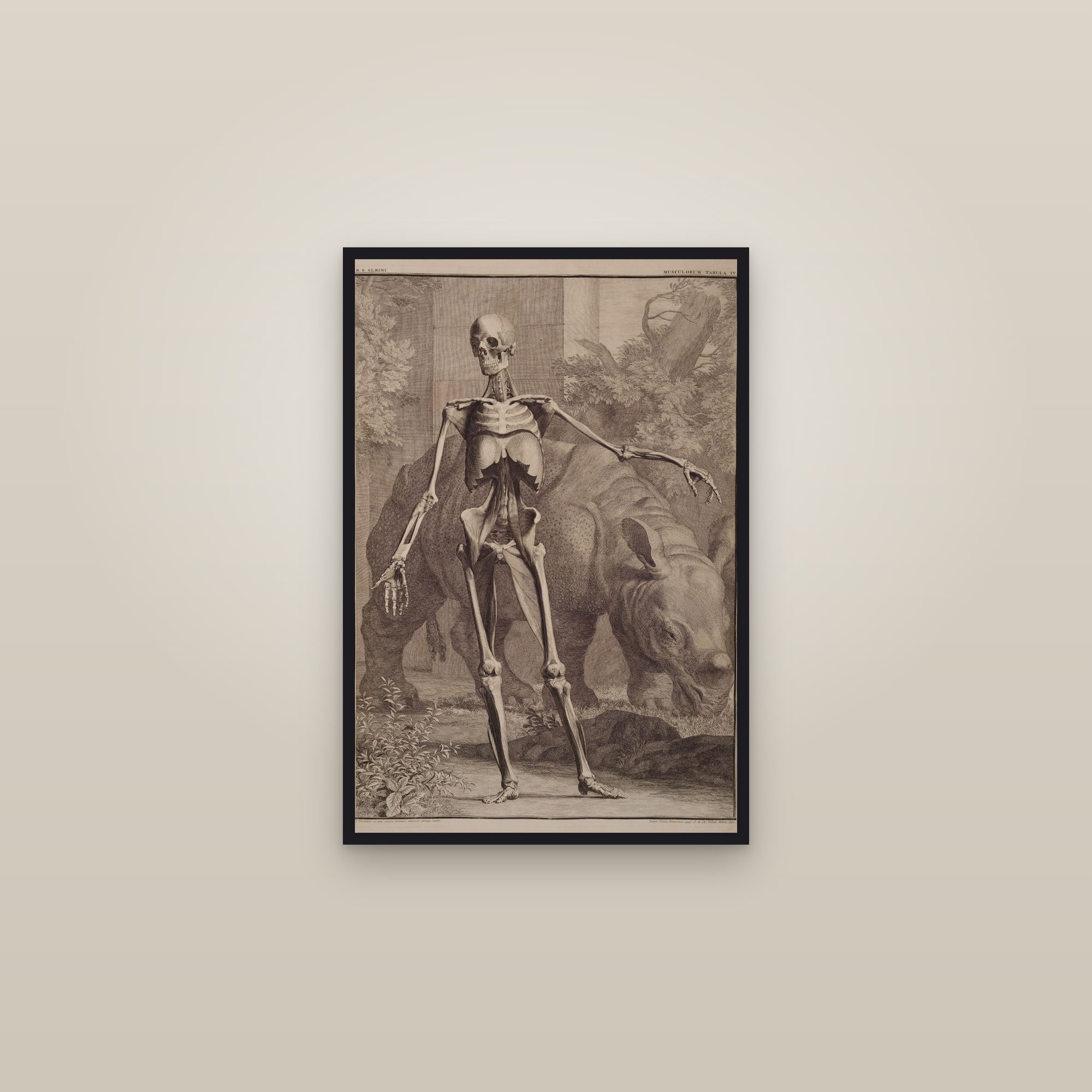 Fourth Order of Muscles, Front, with the Rhinoceros — framed in a gallery setting