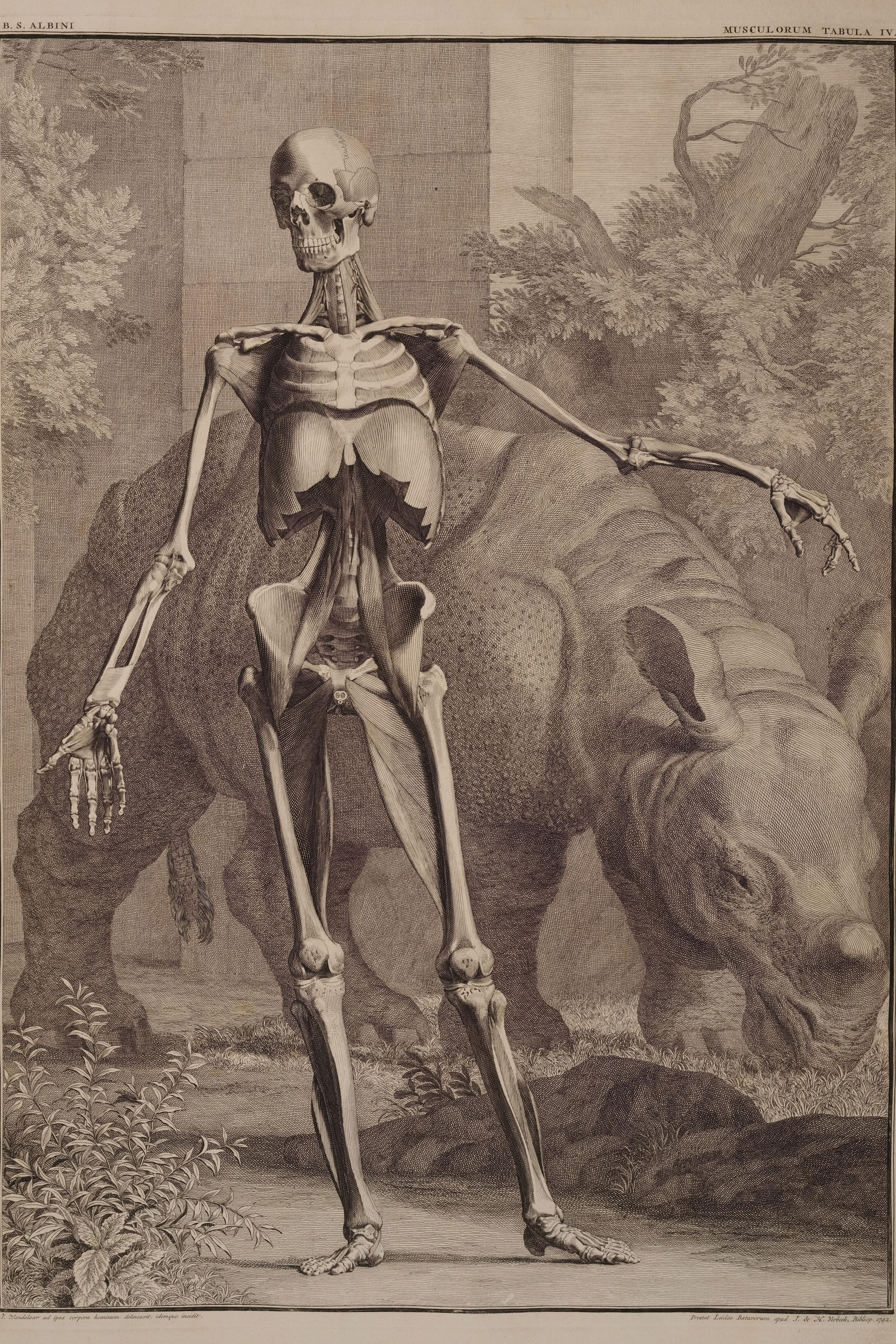 Fourth Order of Muscles, Front, with the Rhinoceros