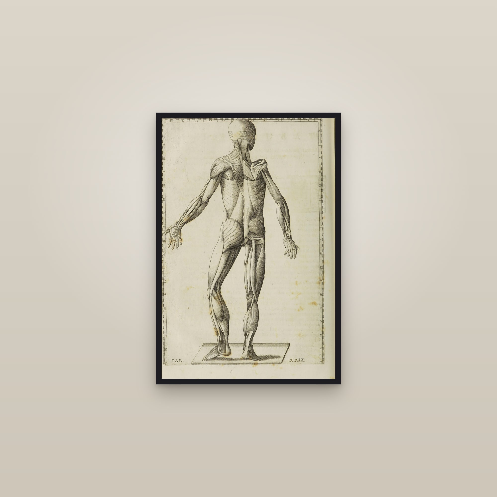 Écorché Muscle Man (posterior view) — framed in a gallery setting