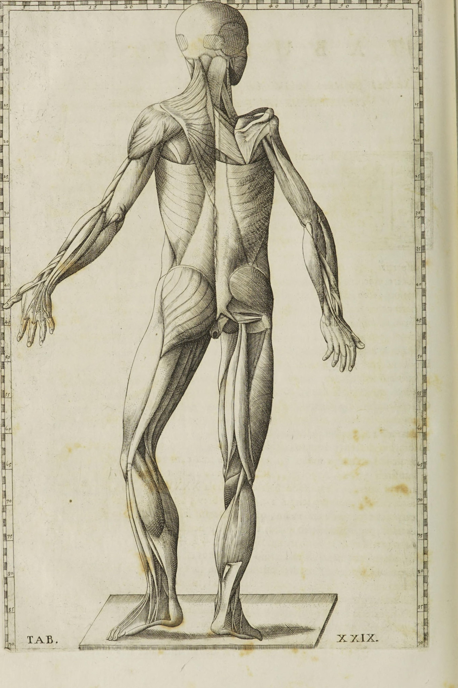 Écorché Muscle Man (posterior view)