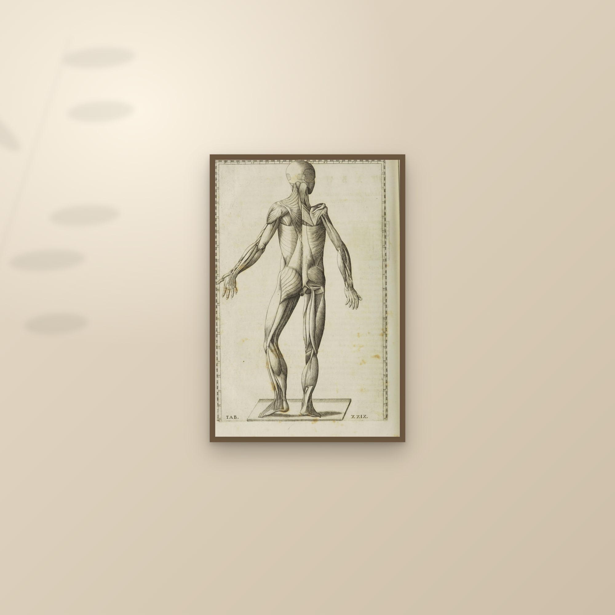 Écorché Muscle Man (posterior view) — framed and styled on a sunlit wall