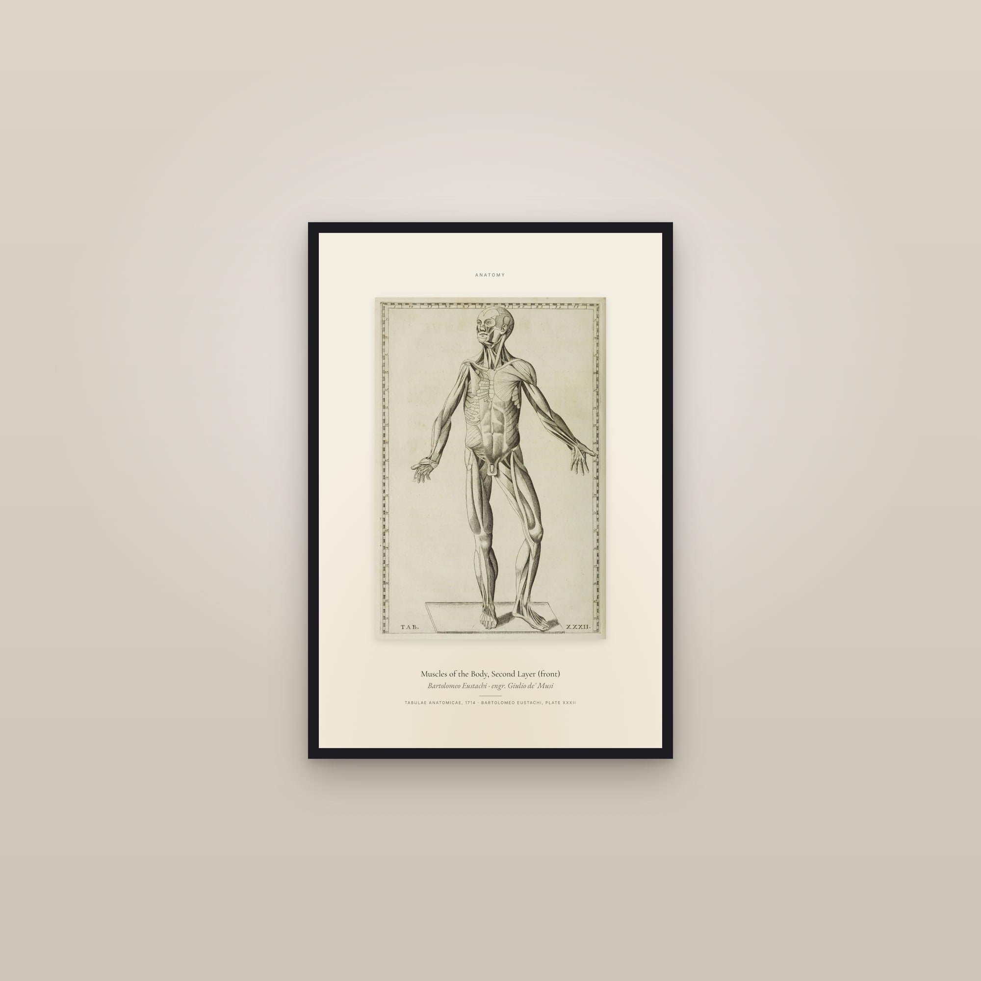 Muscles of the Body, Second Layer (front) — Specimen — framed in a gallery setting