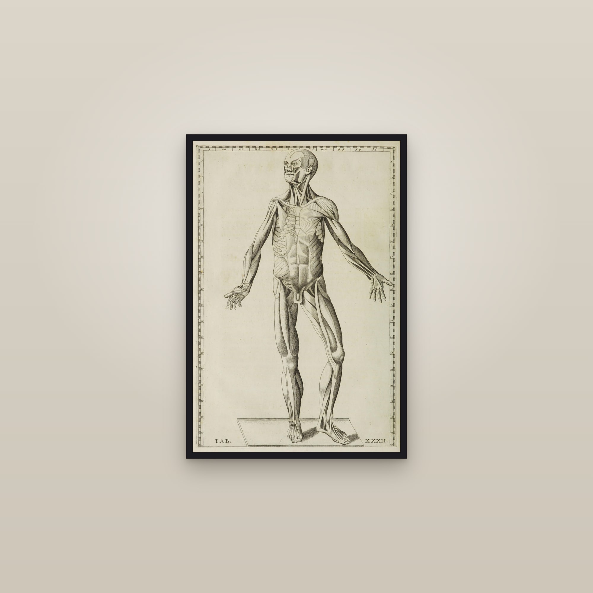 Muscles of the Body, Second Layer (front) — framed in a gallery setting