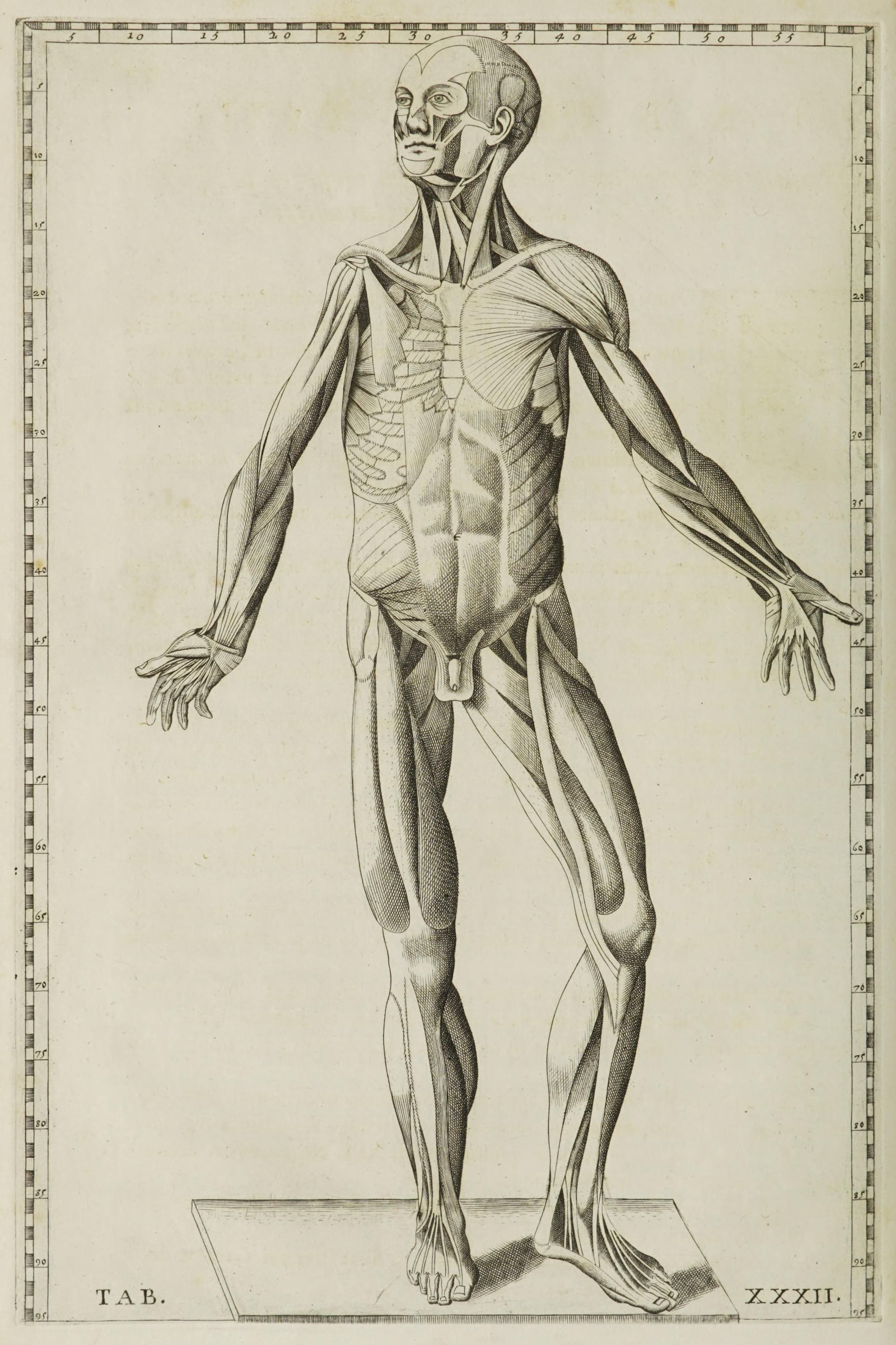Muscles of the Body, Second Layer (front)
