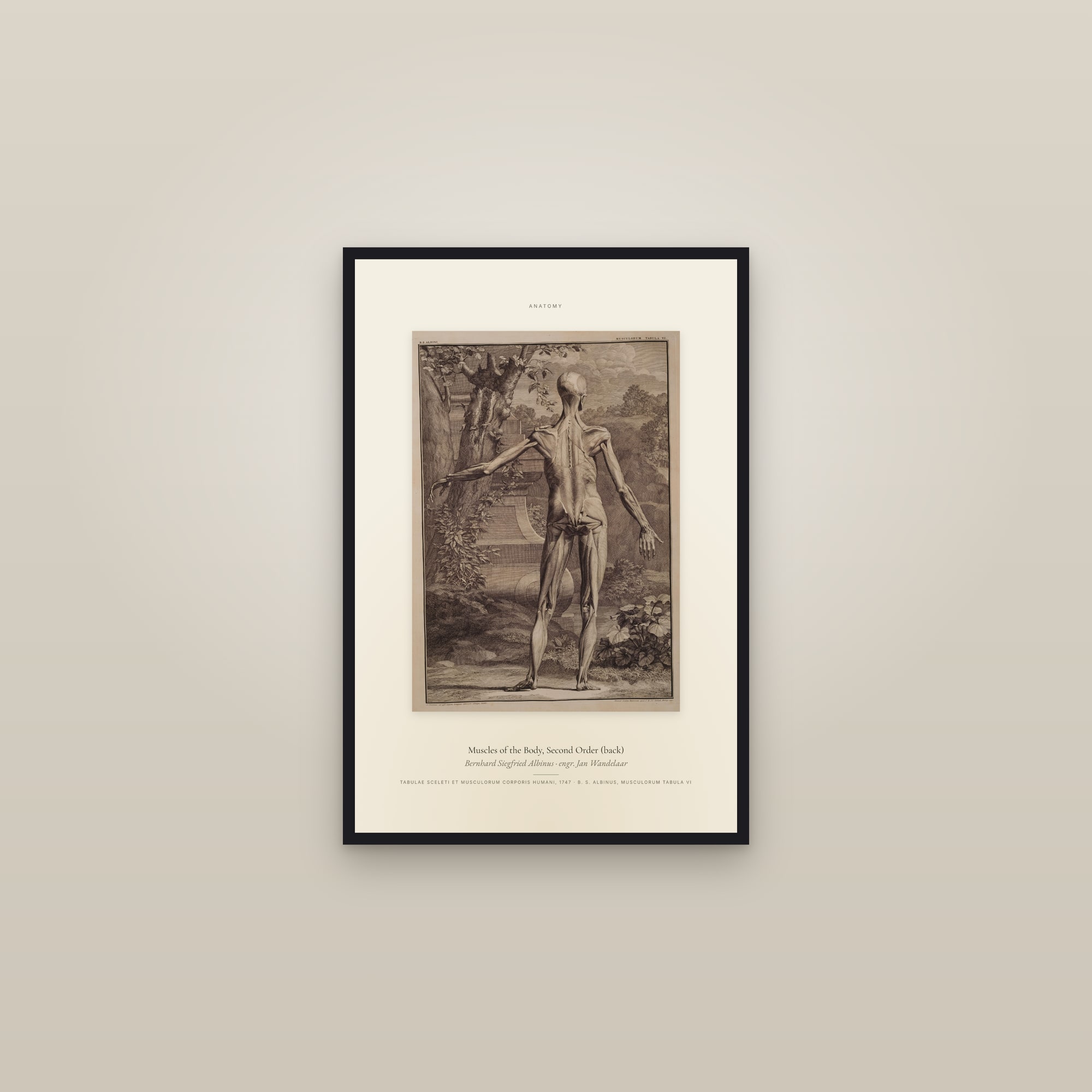 Muscles of the Body, Second Order (back) — Specimen — framed in a gallery setting