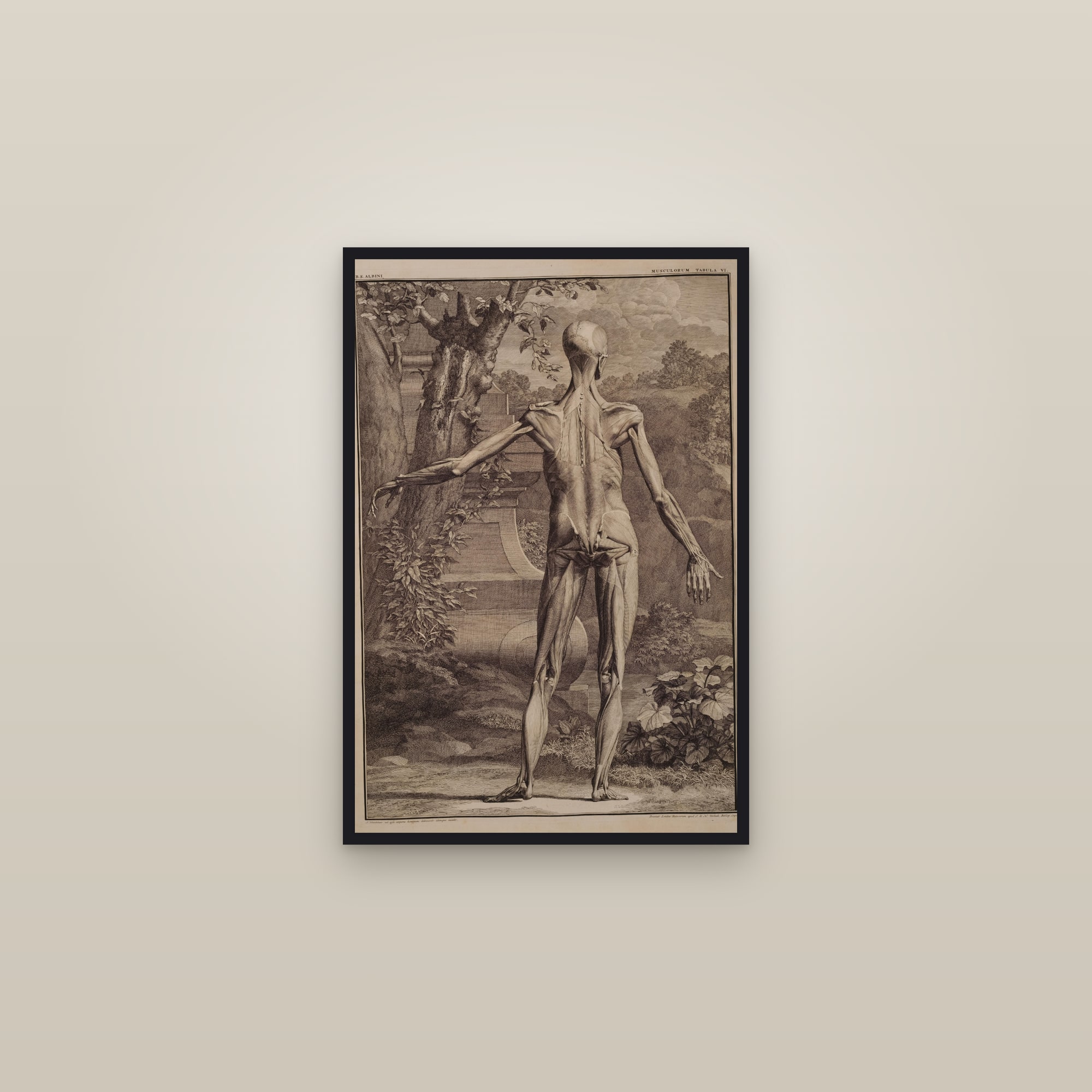 Muscles of the Body, Second Order (back) — framed in a gallery setting