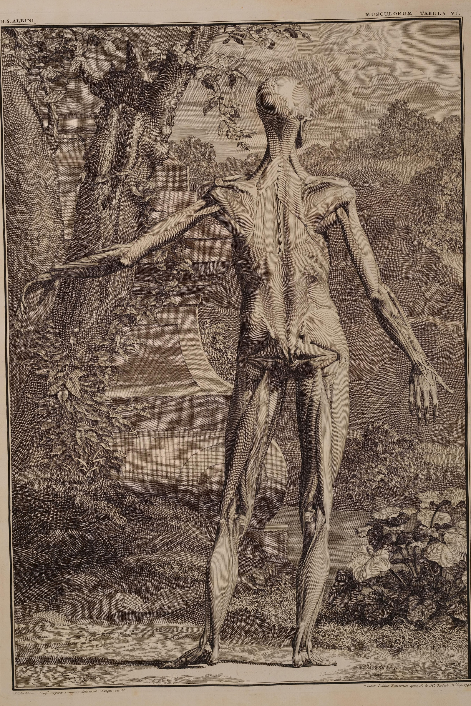 Muscles of the Body, Second Order (back)