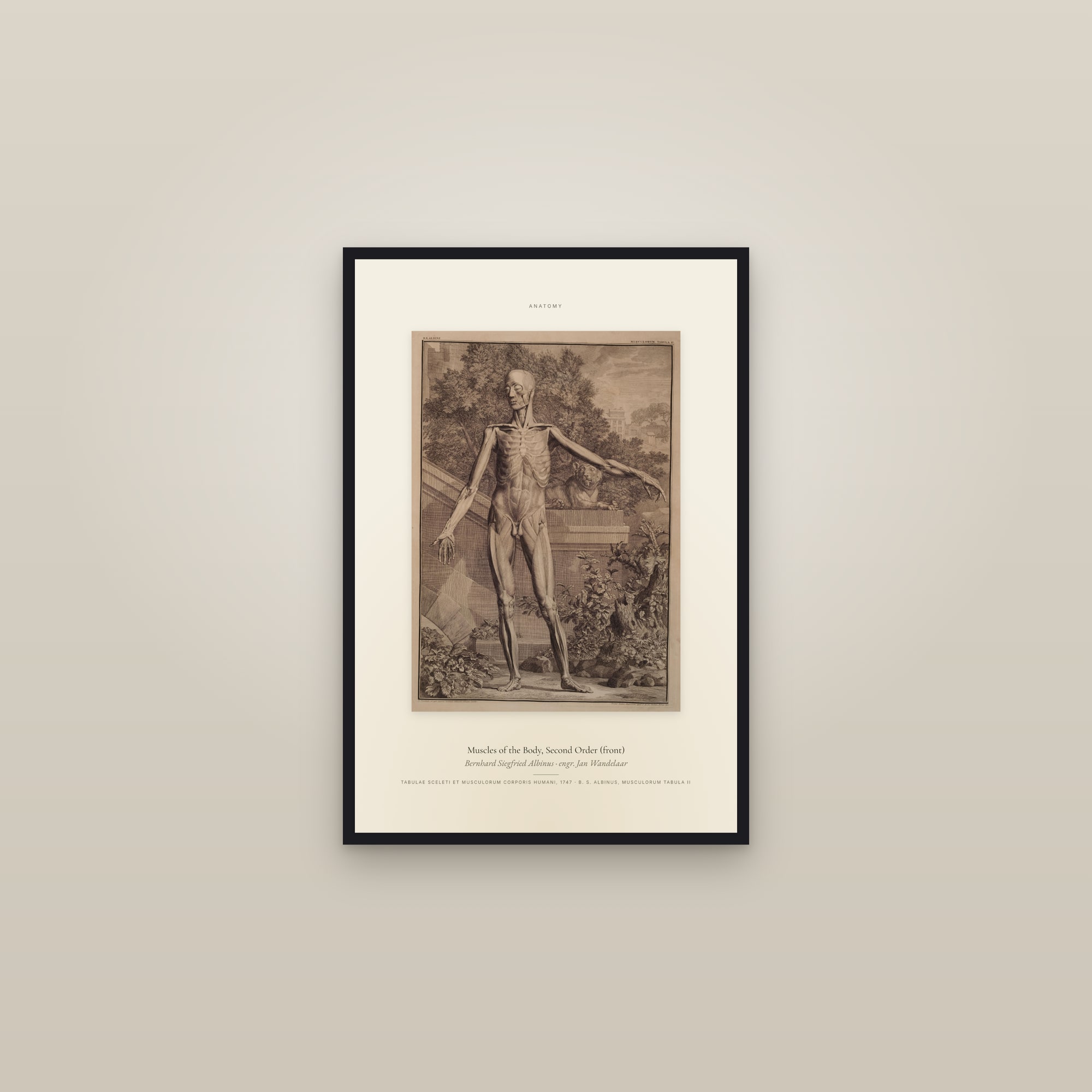 Muscles of the Body, Second Order (front) — Specimen — framed in a gallery setting