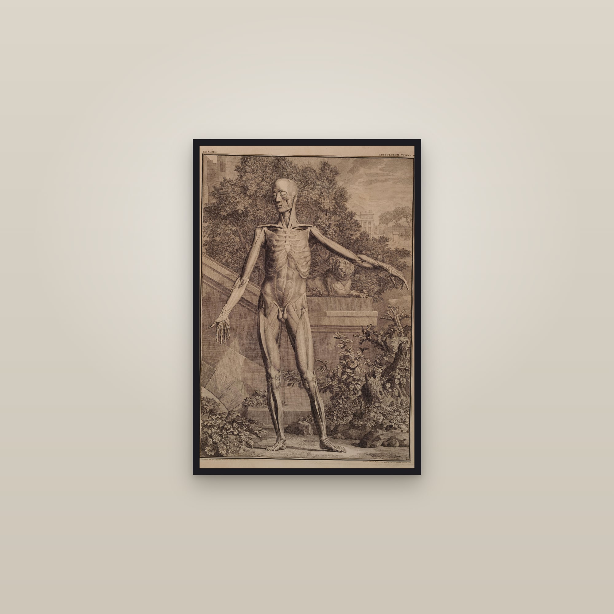 Muscles of the Body, Second Order (front) — framed in a gallery setting