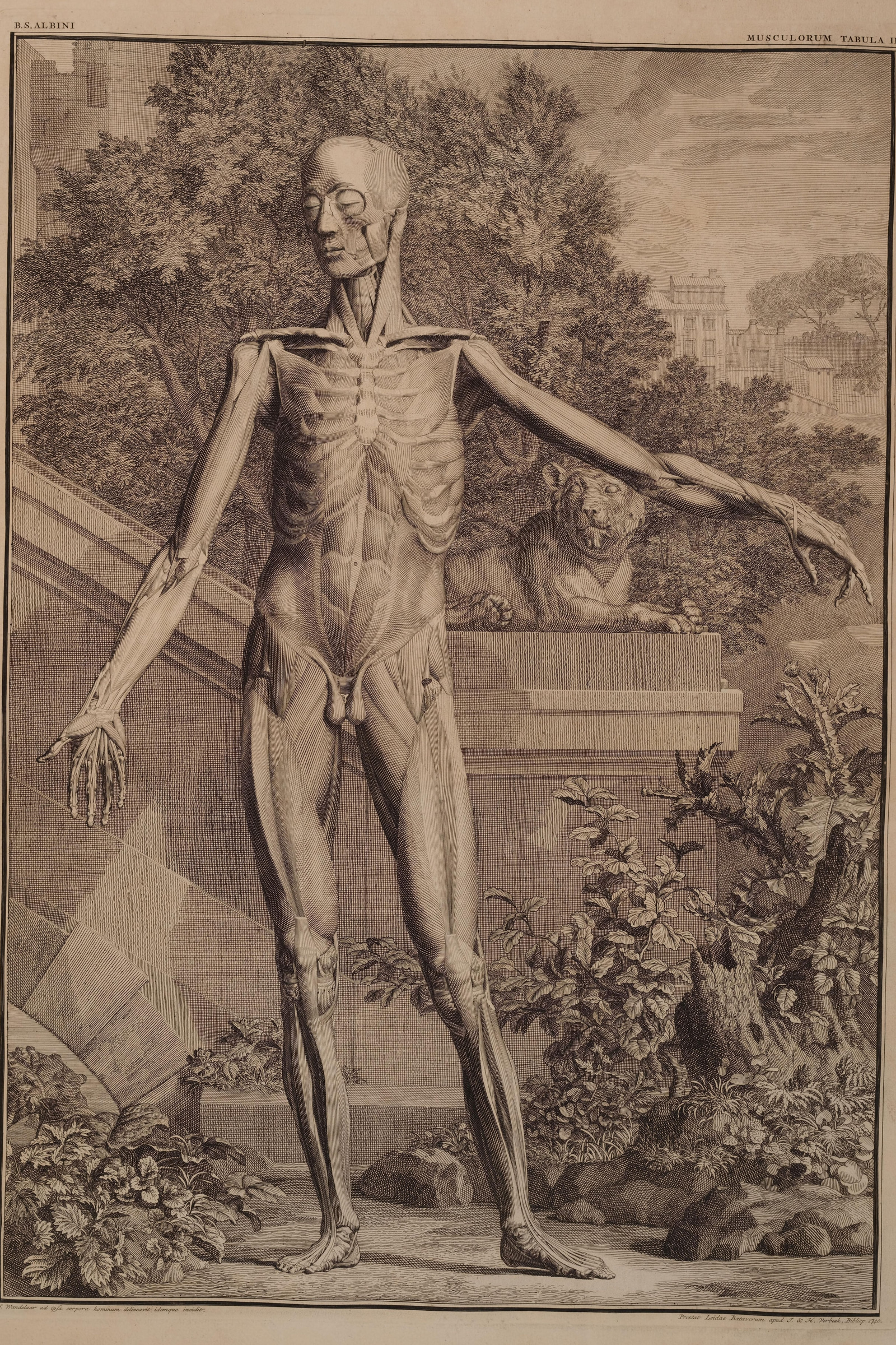 Muscles of the Body, Second Order (front)