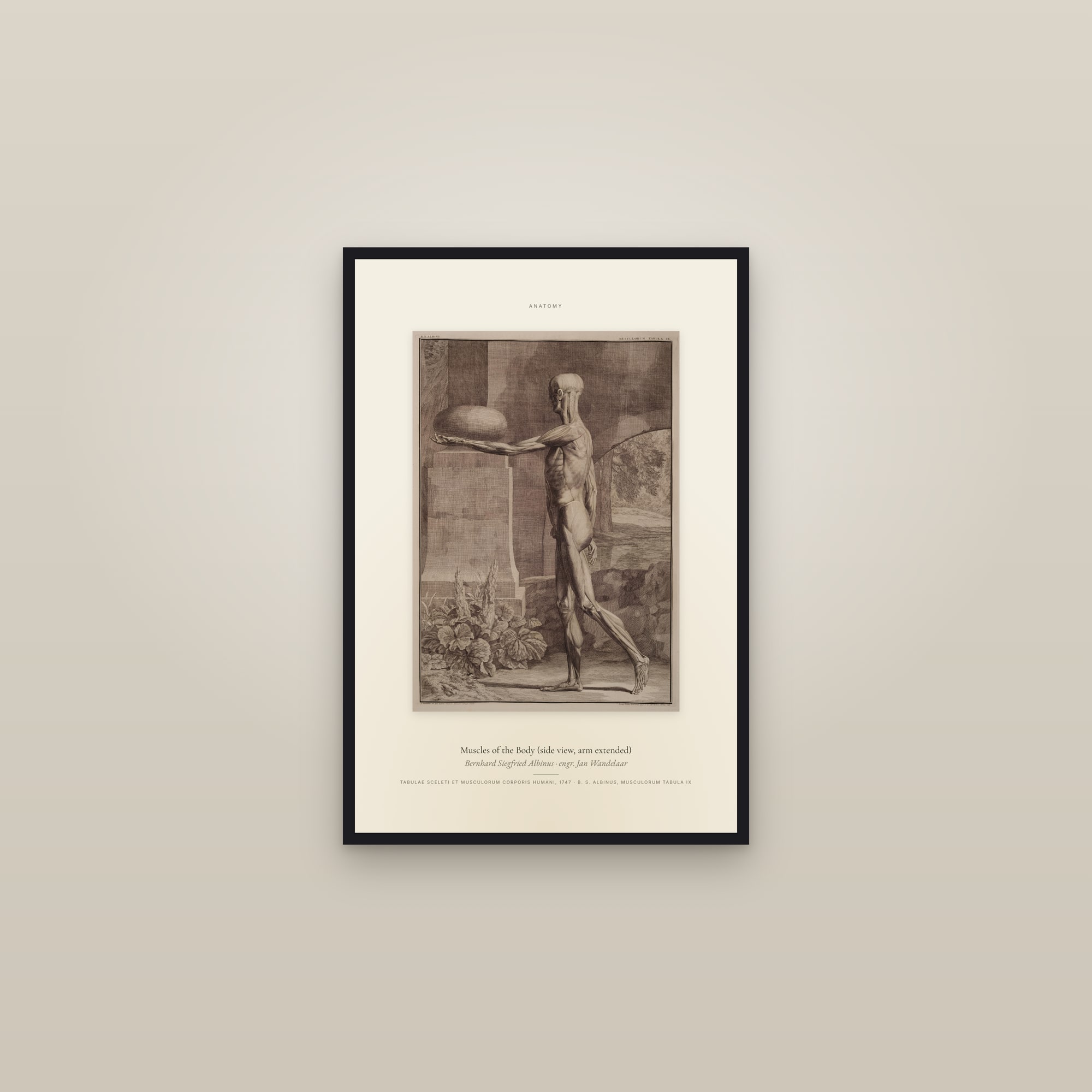 Muscles of the Body (side view, arm extended) — Specimen — framed in a gallery setting