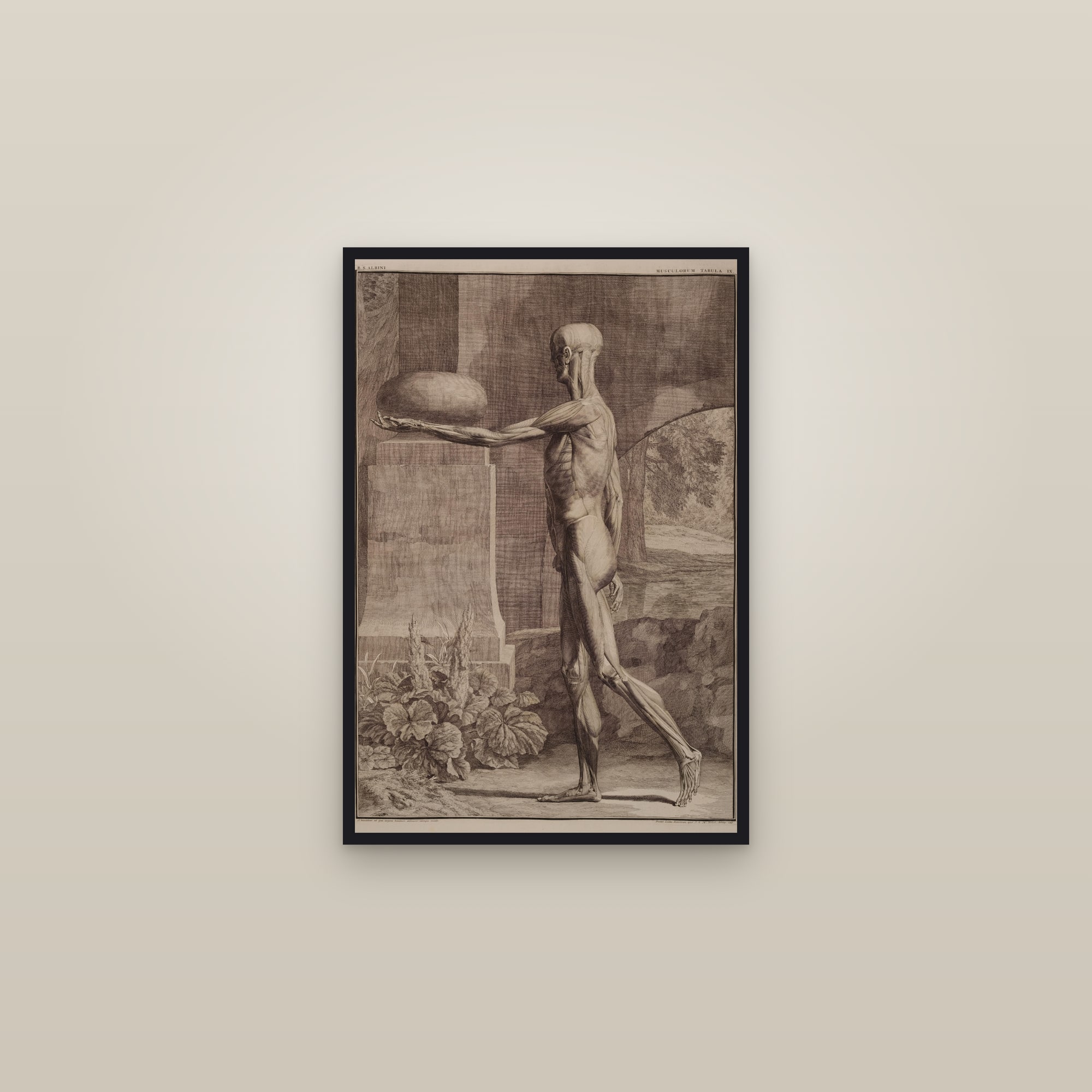 Muscles of the Body (side view, arm extended) — framed in a gallery setting