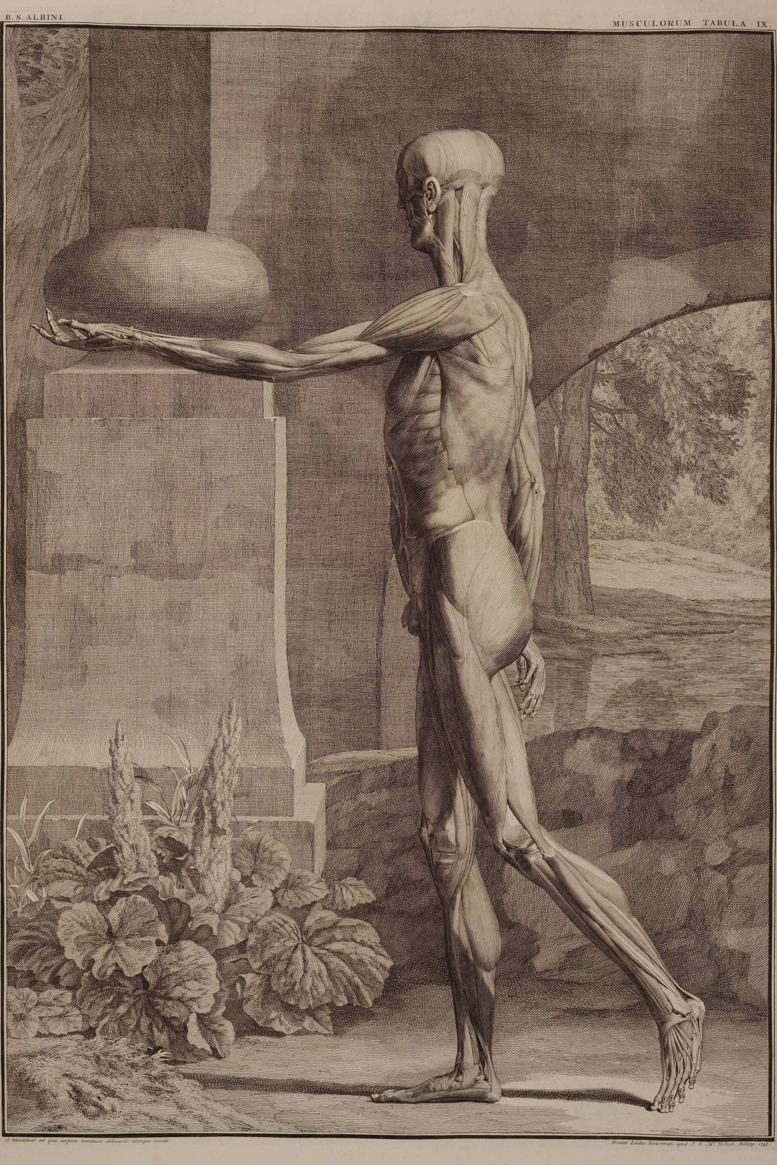 Muscles of the Body (side view, arm extended)