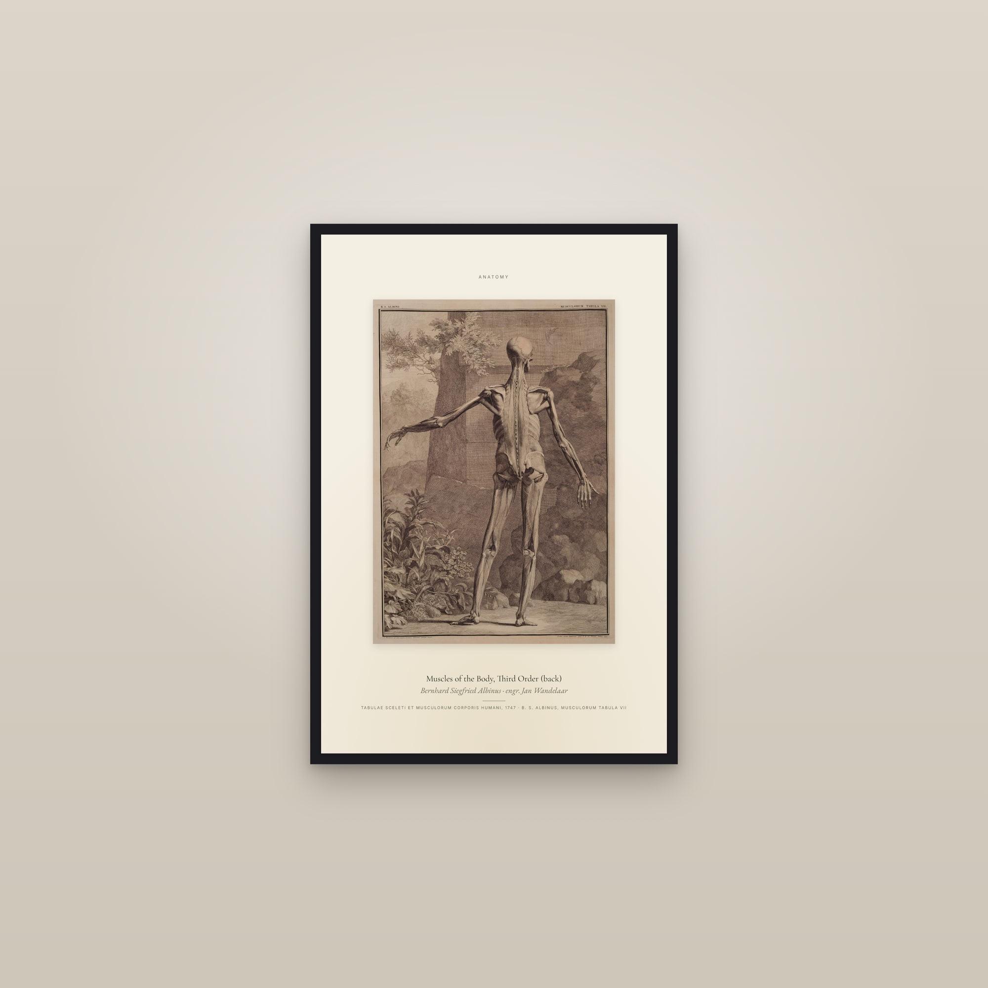 Muscles of the Body, Third Order (back) — Specimen — framed in a gallery setting