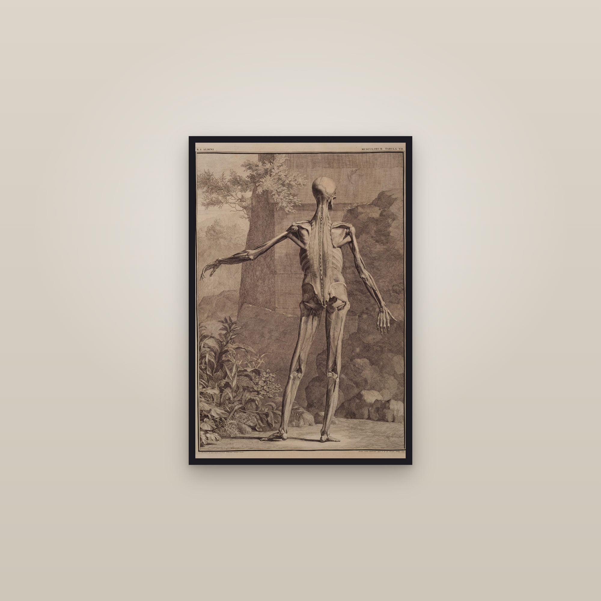 Muscles of the Body, Third Order (back) — framed in a gallery setting