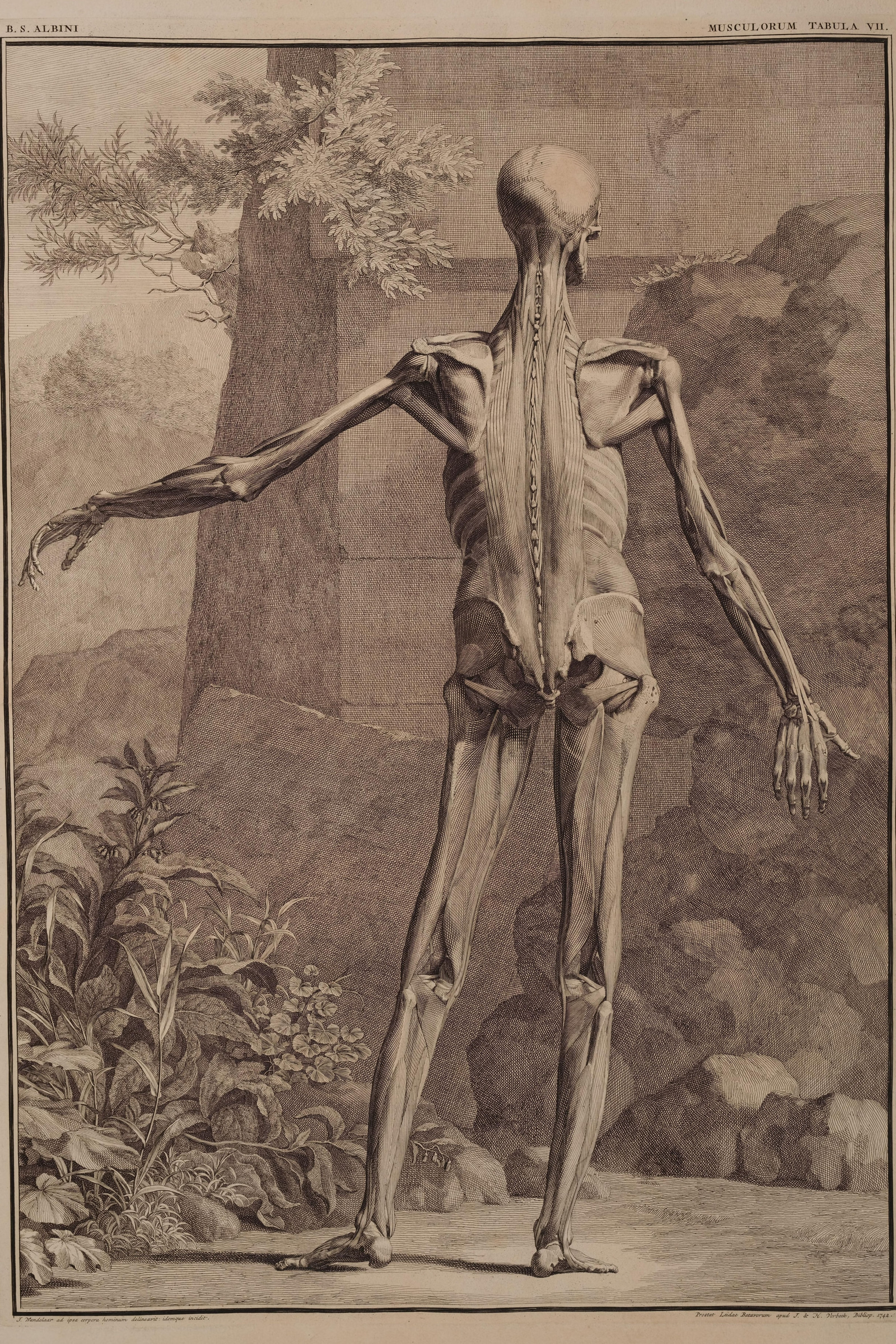 Muscles of the Body, Third Order (back)