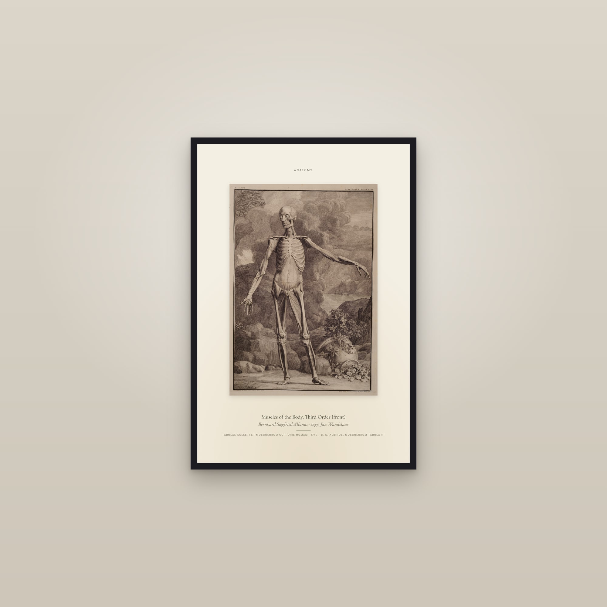 Muscles of the Body, Third Order (front) — Specimen — framed in a gallery setting