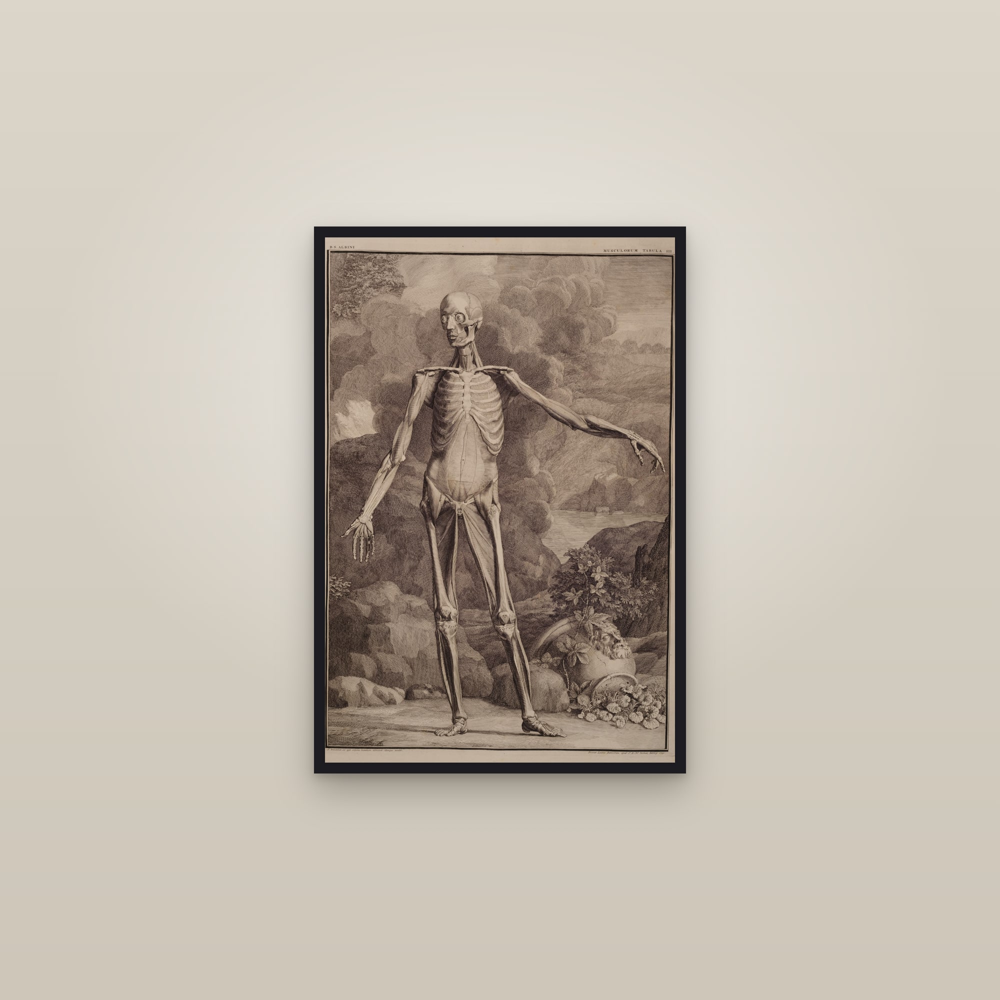 Muscles of the Body, Third Order (front) — framed in a gallery setting