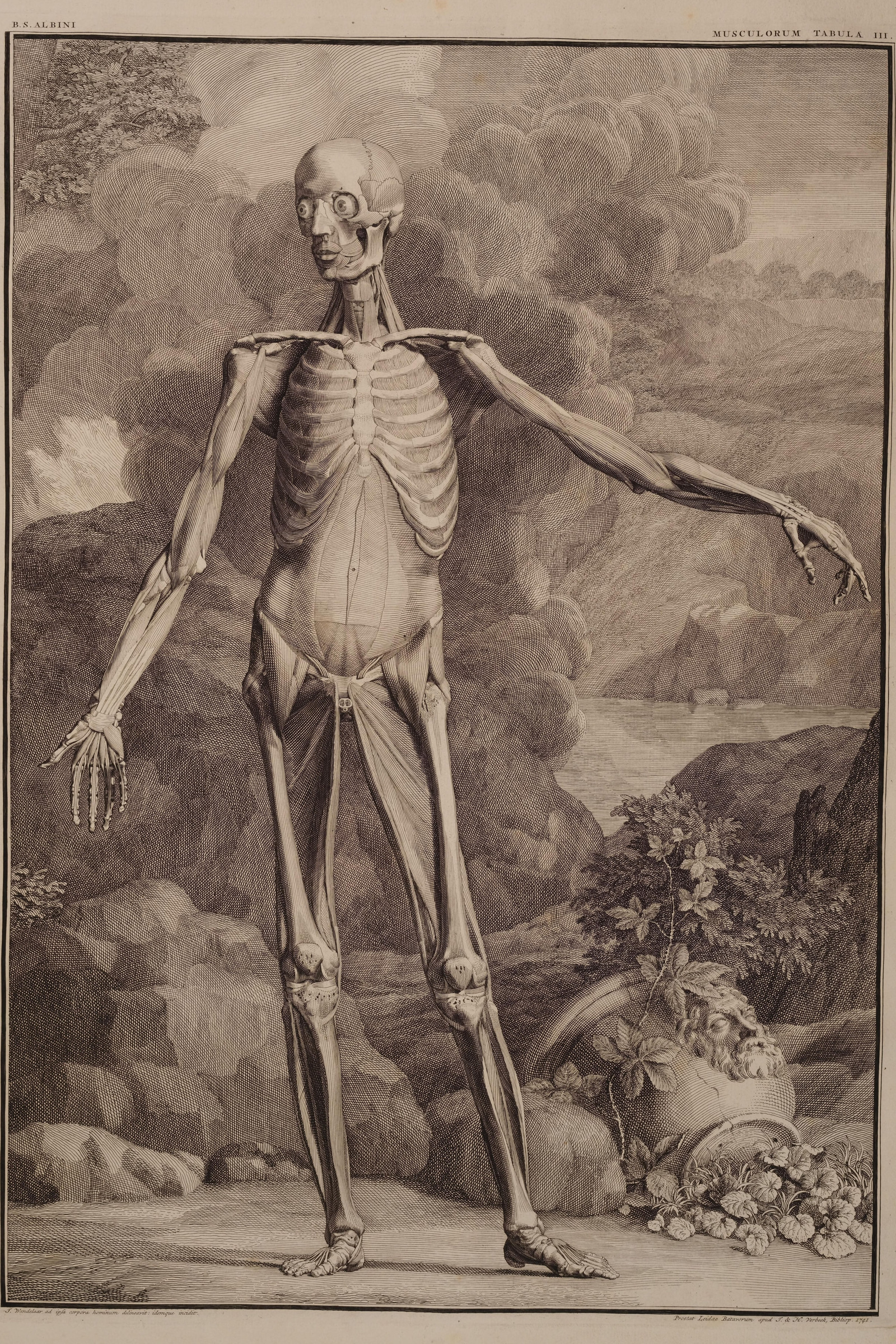 Muscles of the Body, Third Order (front)