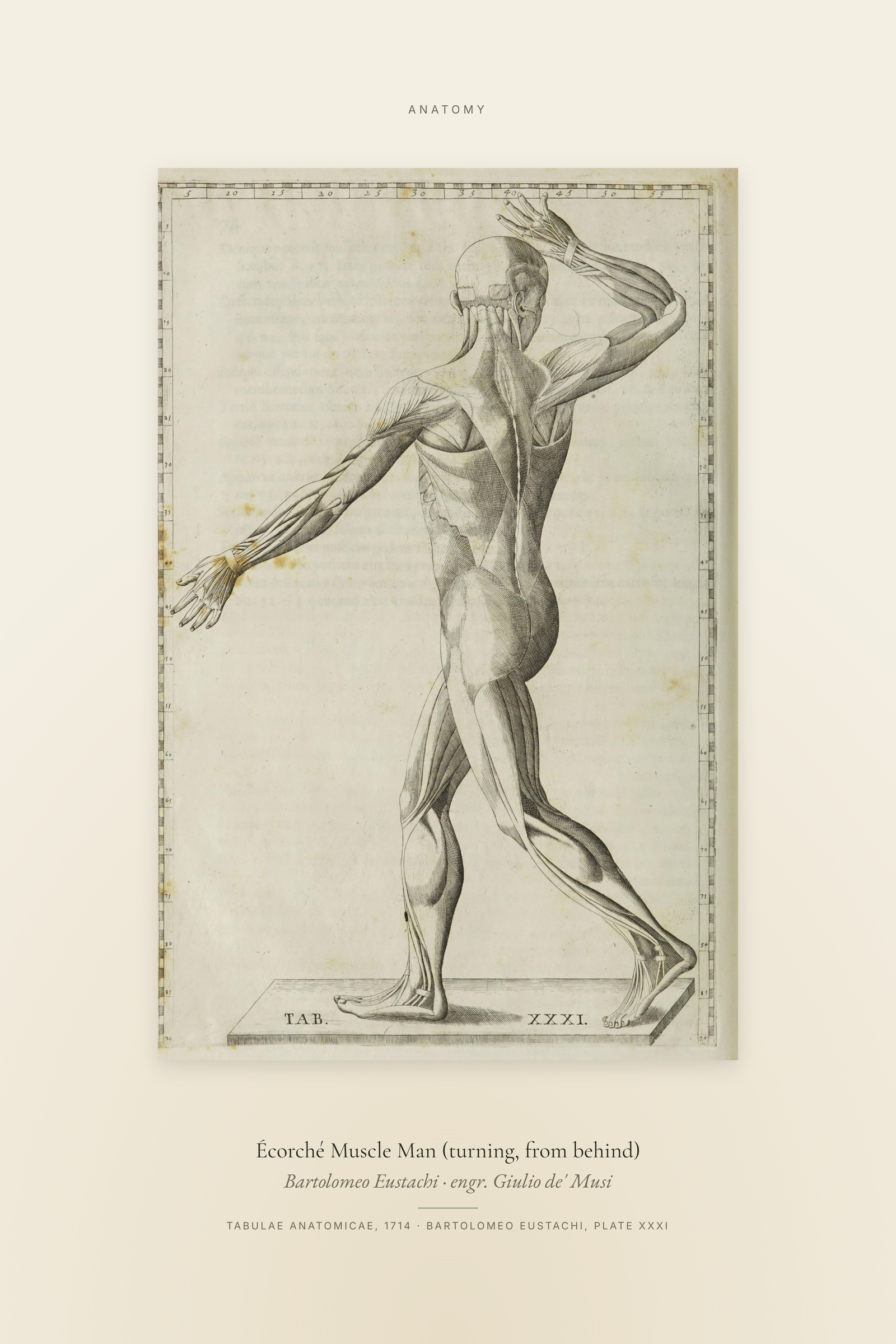 Écorché Muscle Man (turning, from behind) — Specimen