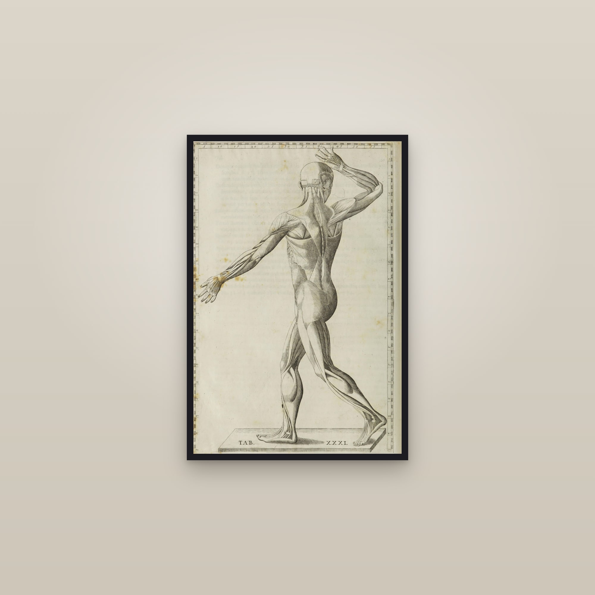 Écorché Muscle Man (turning, from behind)