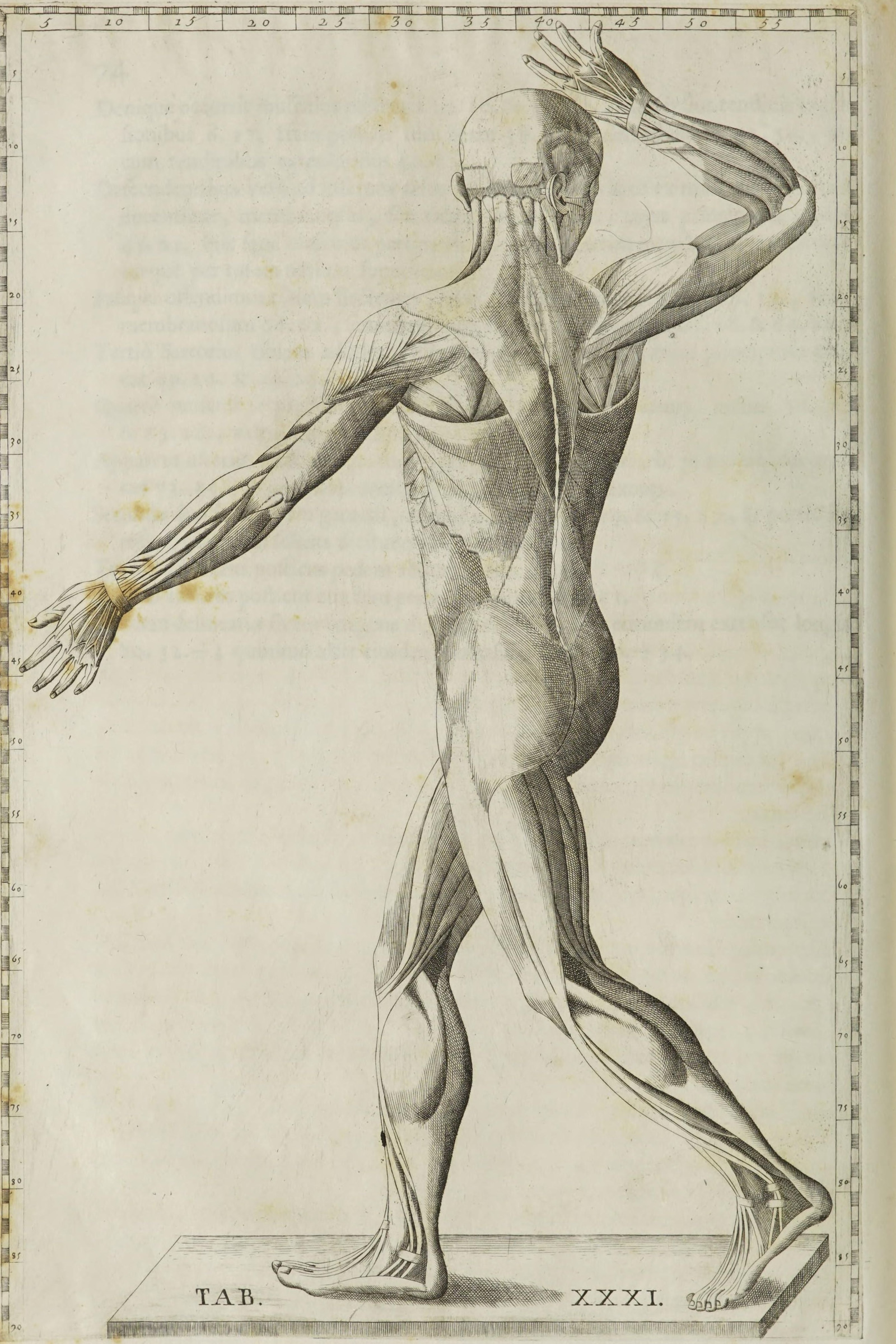 Écorché Muscle Man (turning, from behind)