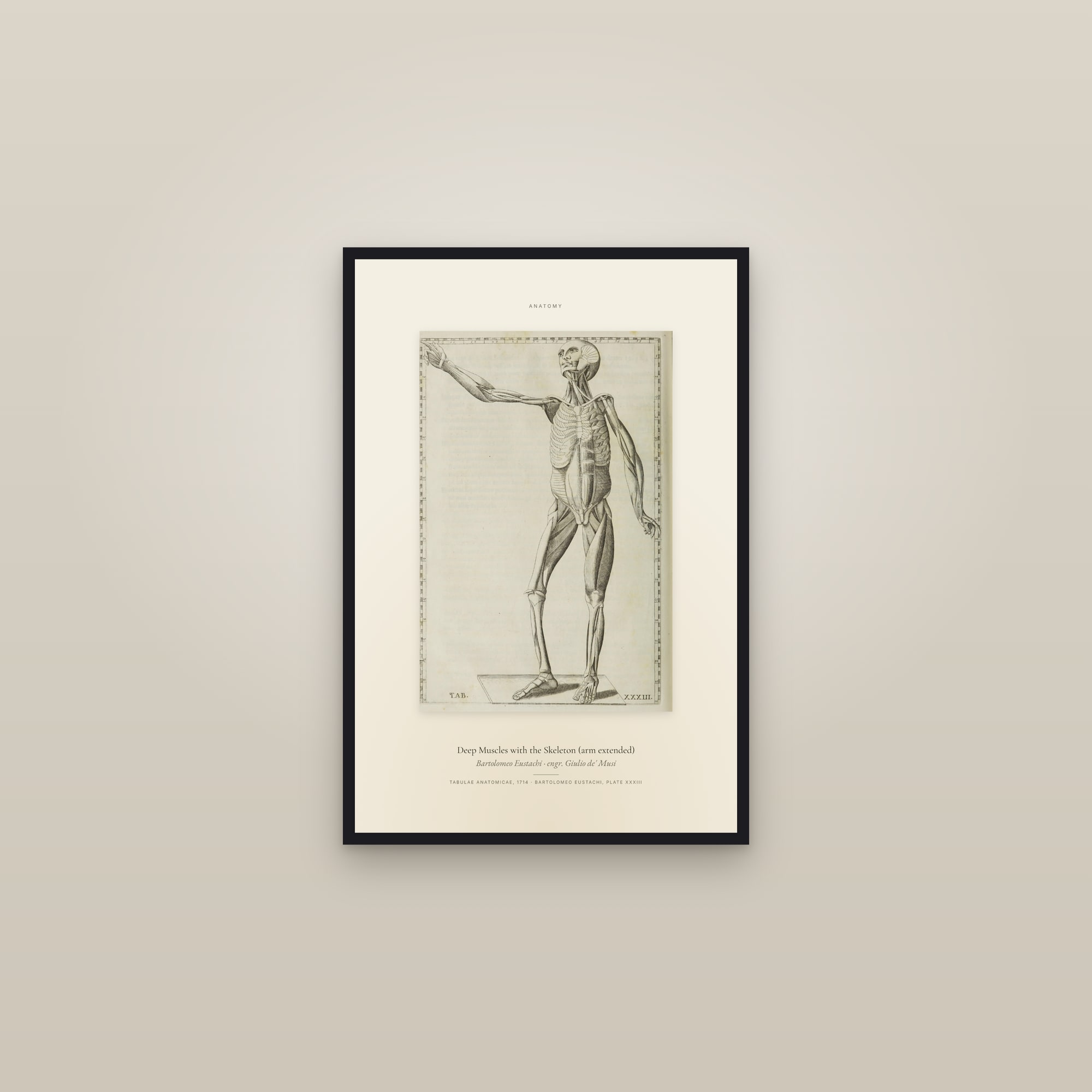 Deep Muscles with the Skeleton (arm extended) — Specimen — framed in a gallery setting