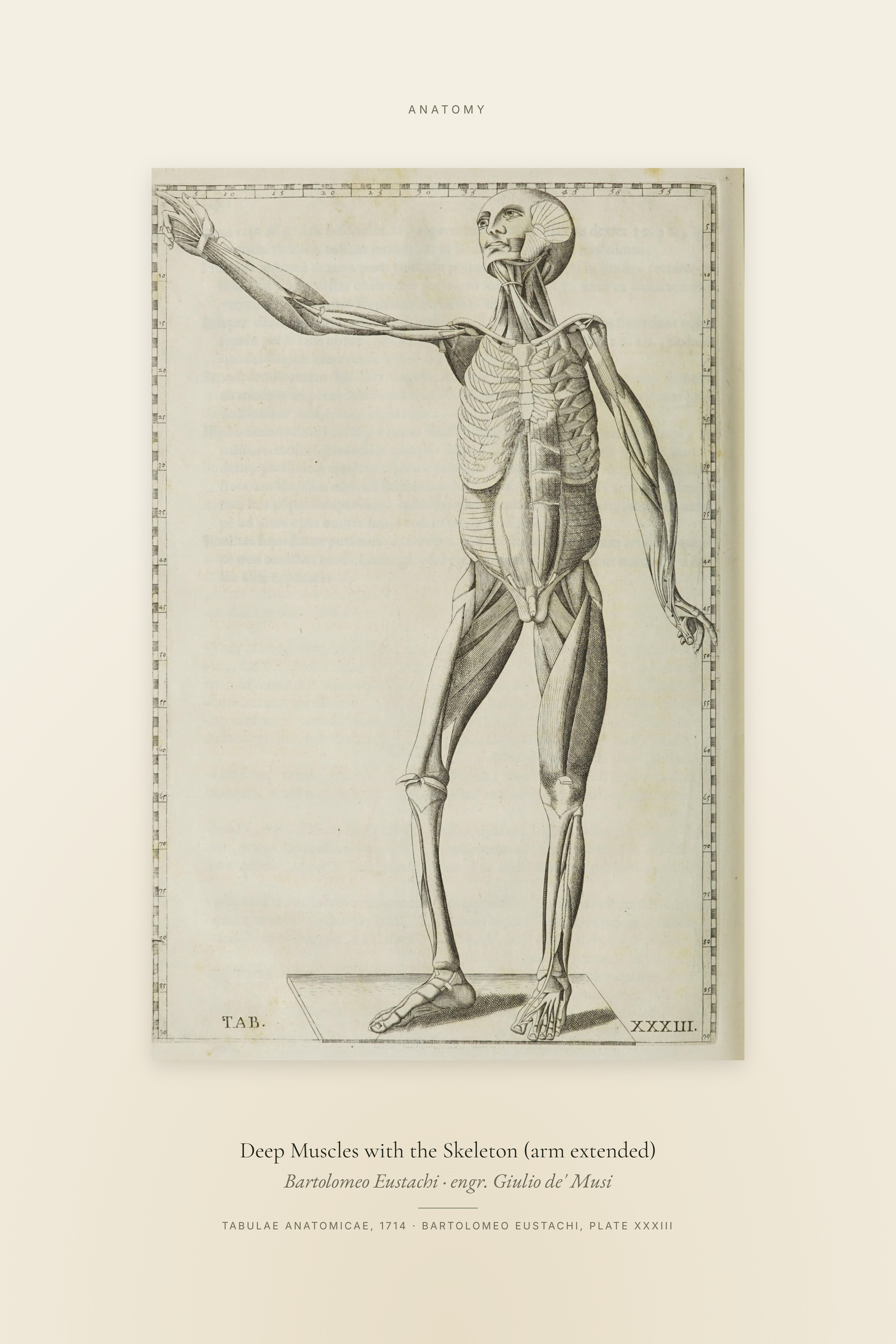 Deep Muscles with the Skeleton (arm extended) — Specimen