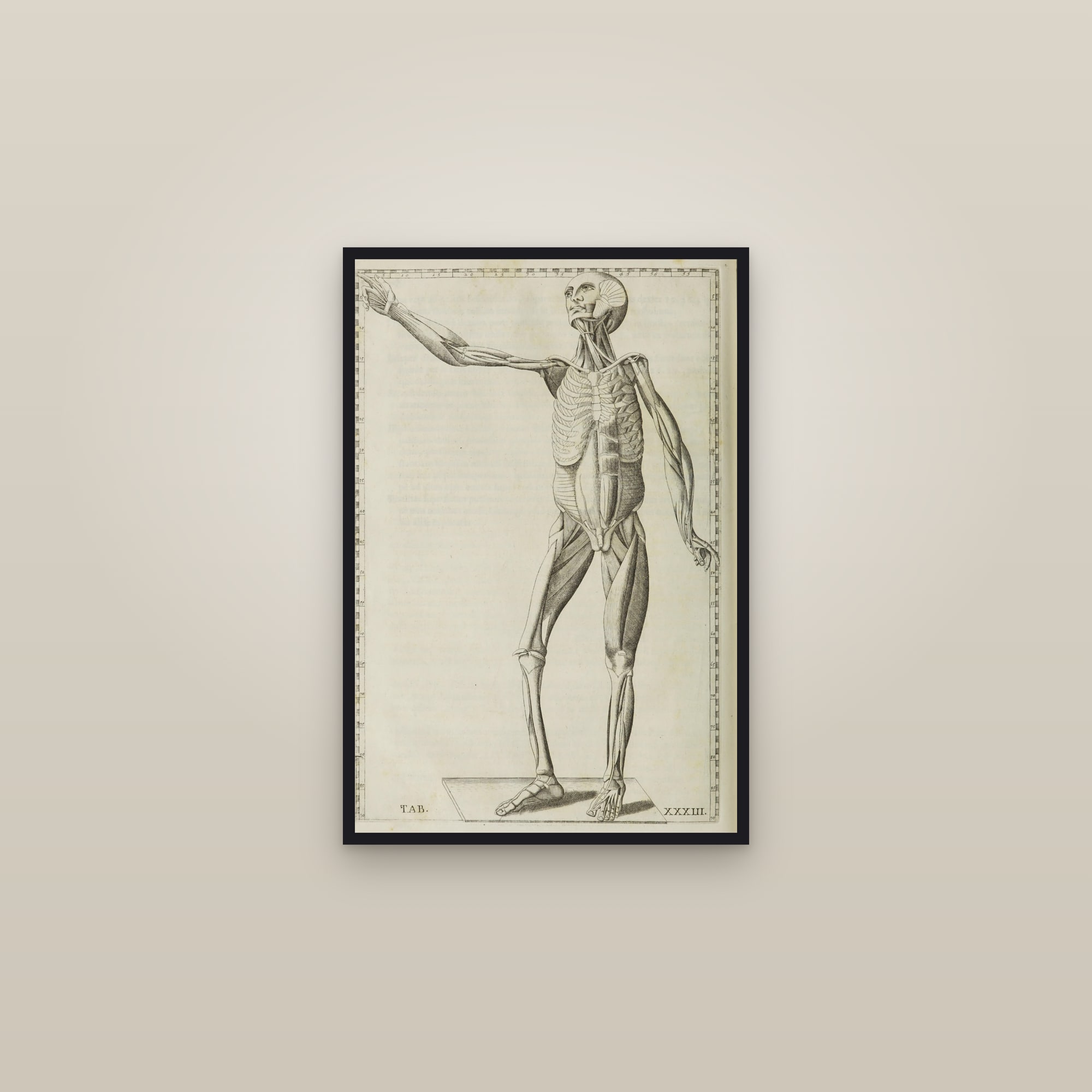 Deep Muscles with the Skeleton (arm extended) — framed in a gallery setting