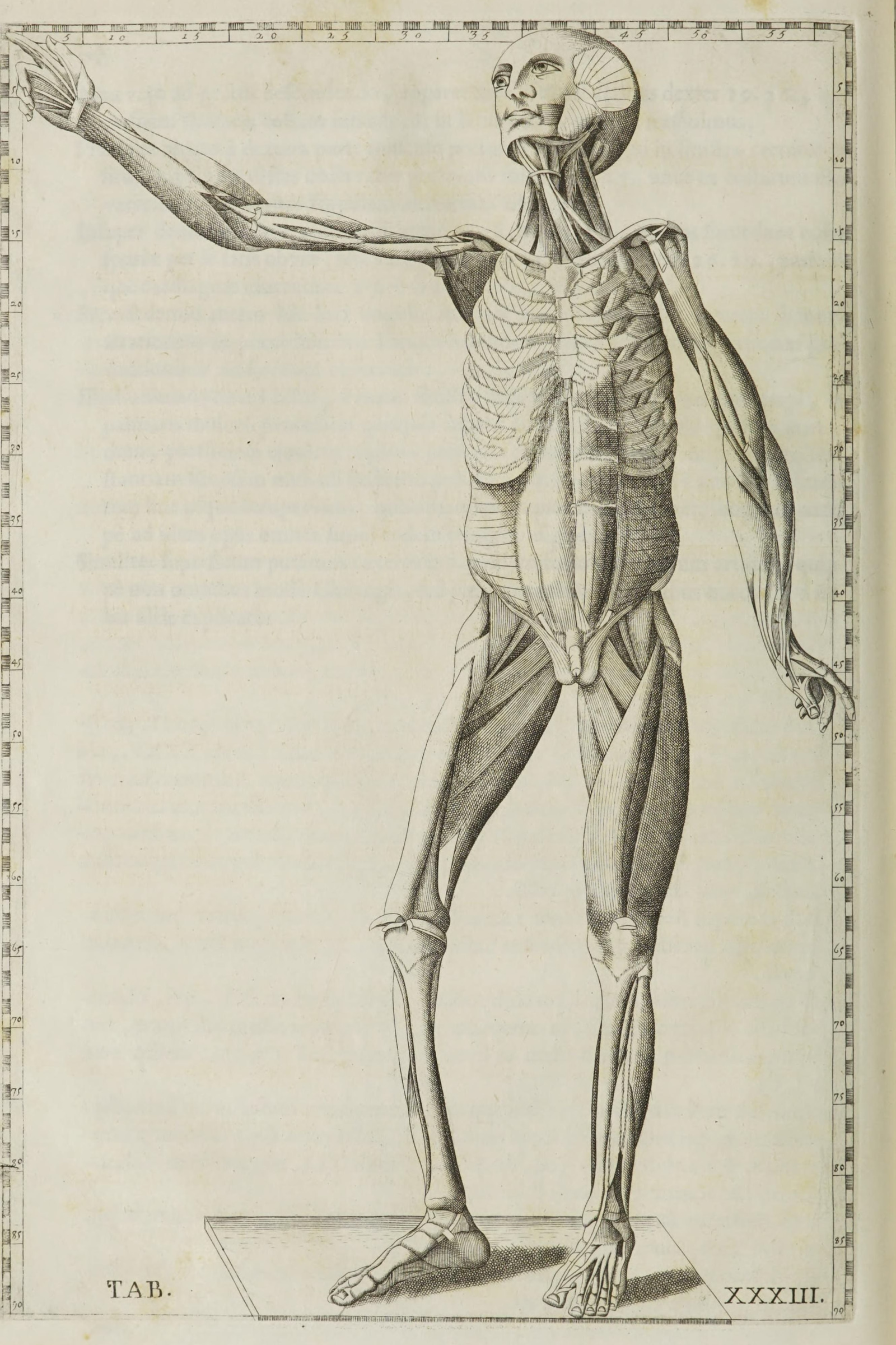 Deep Muscles with the Skeleton (arm extended)