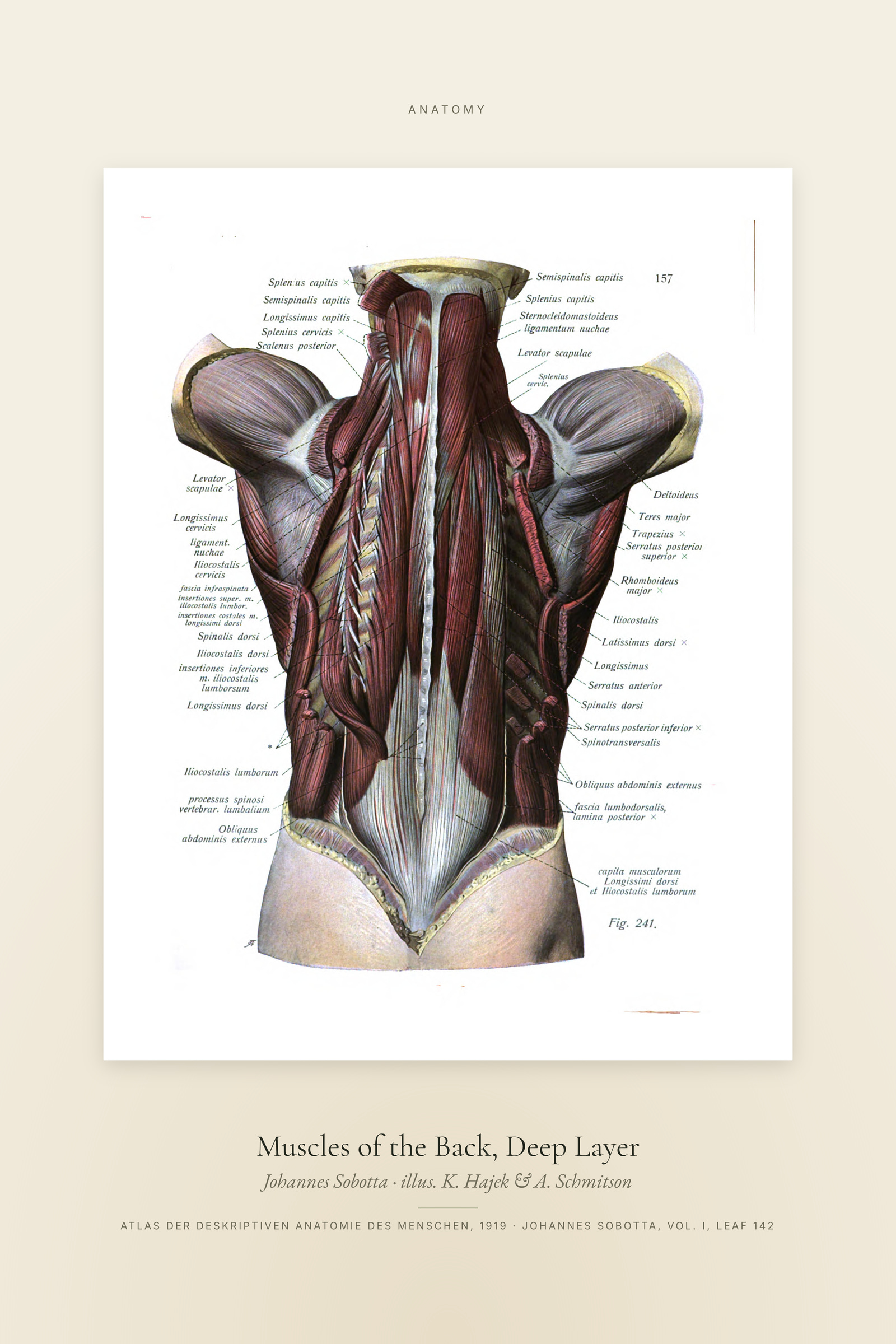 Muscles of the Back, Deep Layer — Specimen