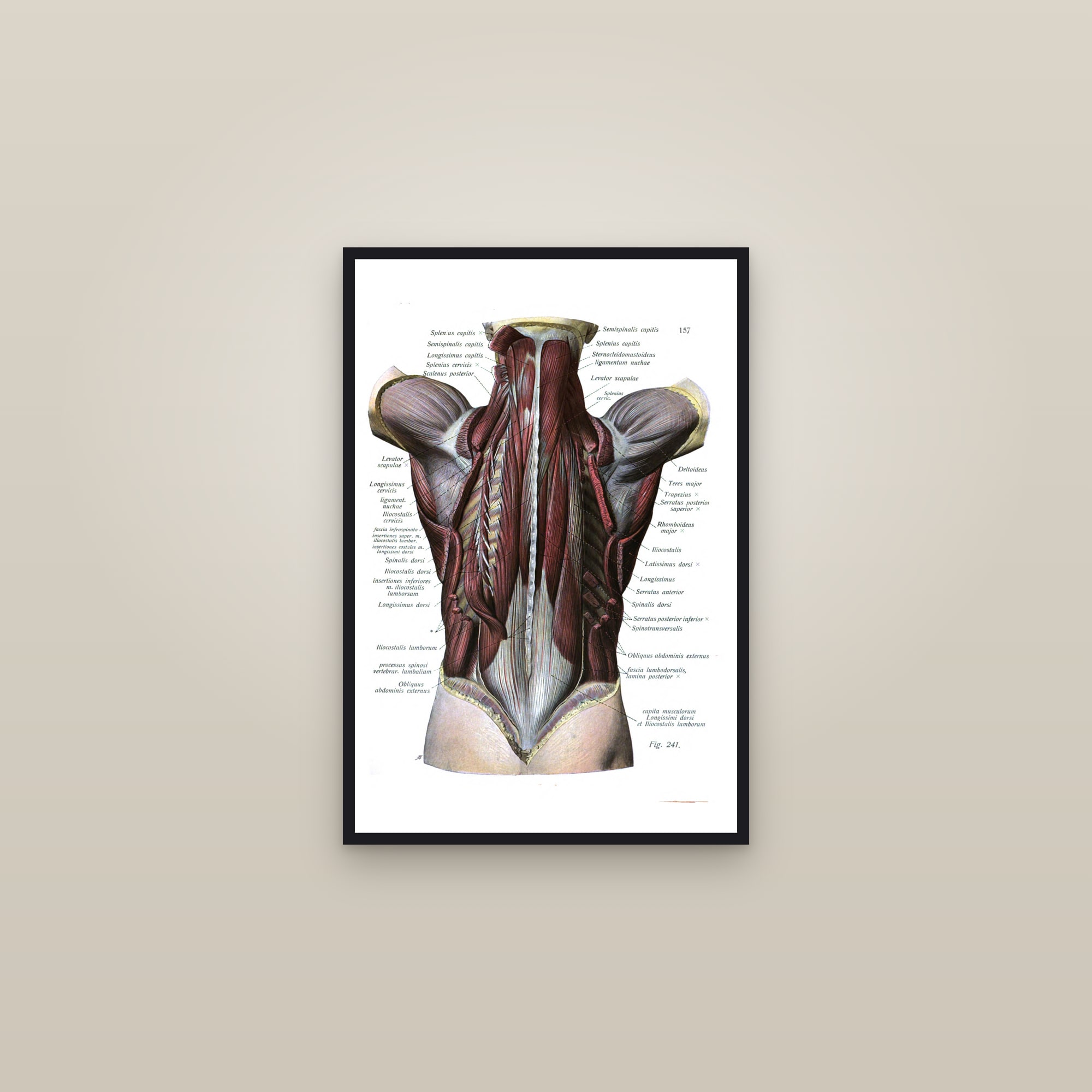 Muscles of the Back, Deep Layer