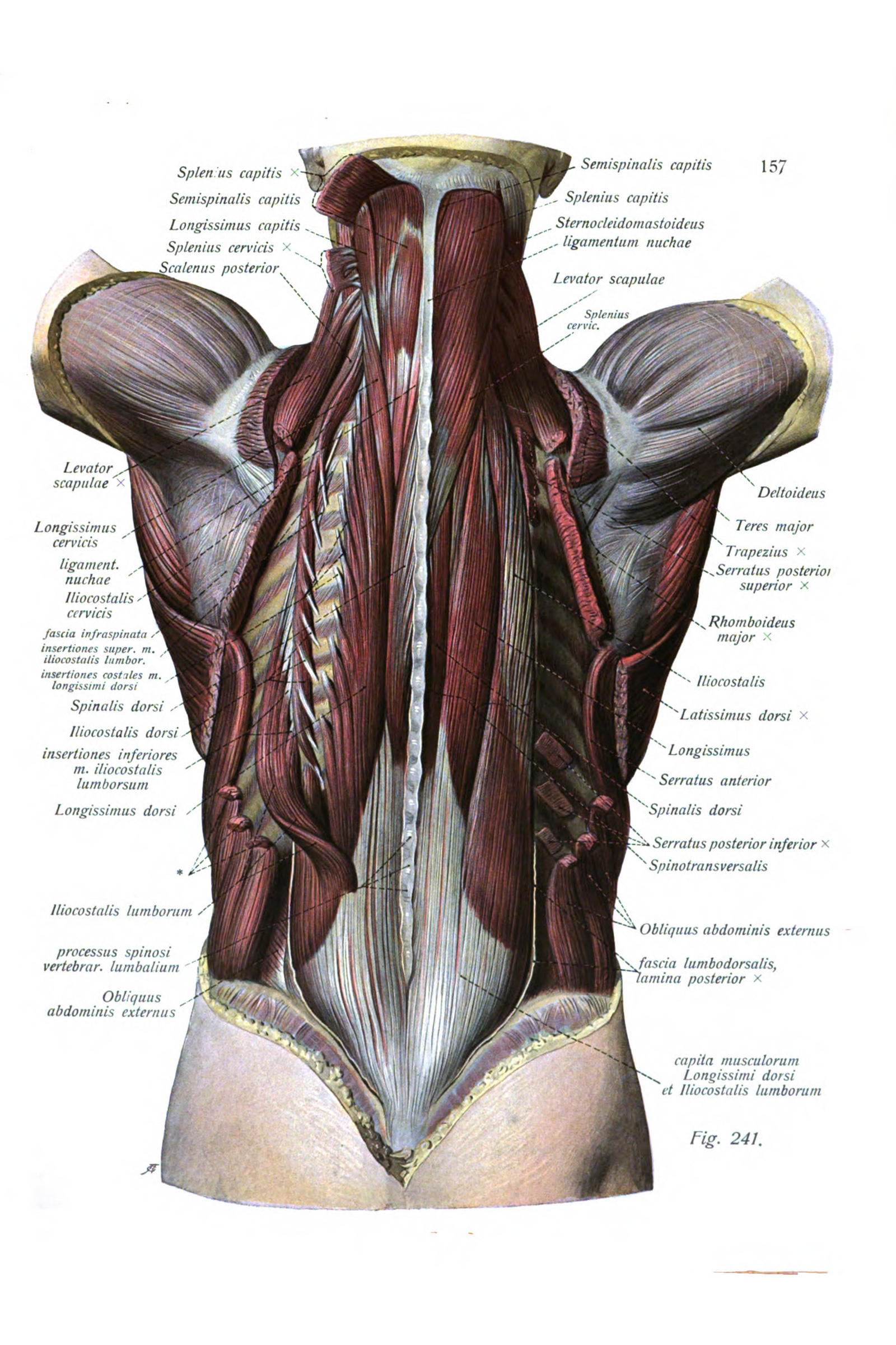 Muscles of the Back, Deep Layer