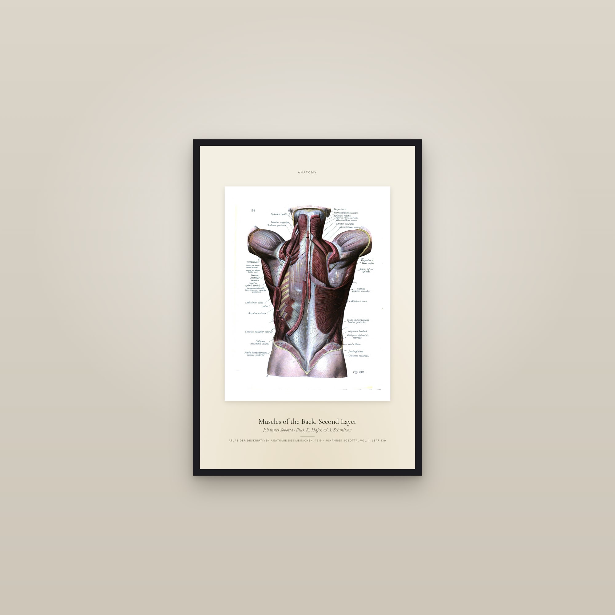 Muscles of the Back, Second Layer — Specimen — framed in a gallery setting