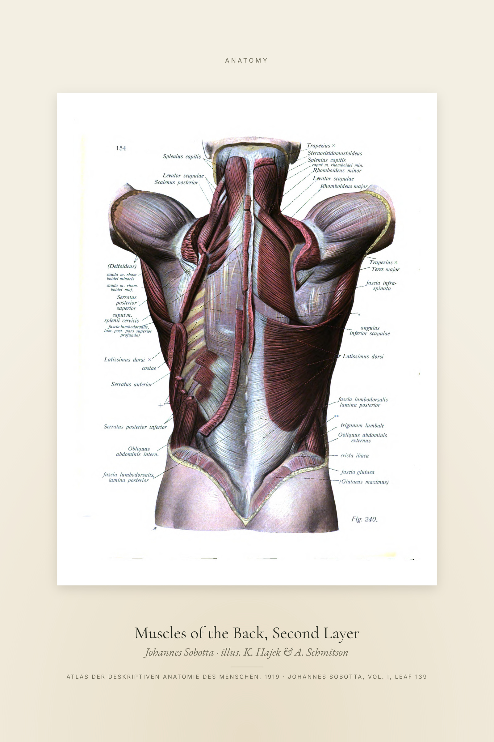 Muscles of the Back, Second Layer — Specimen