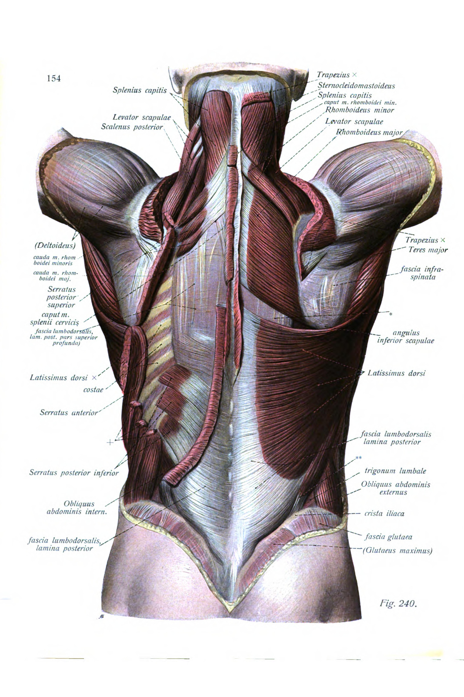 Muscles of the Back, Second Layer