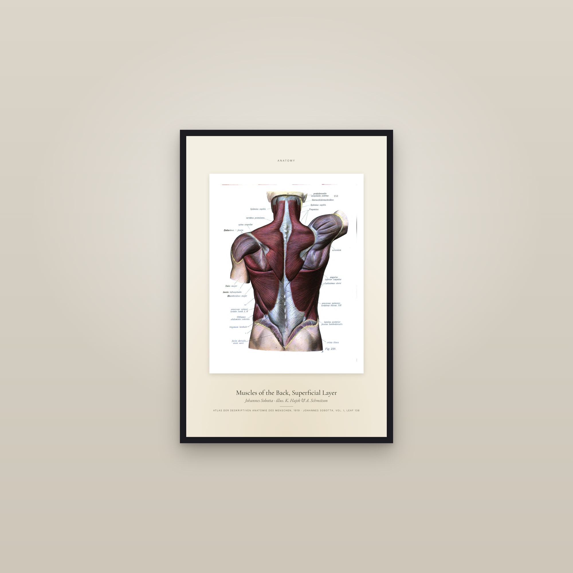 Muscles of the Back, Superficial Layer — Specimen — framed in a gallery setting