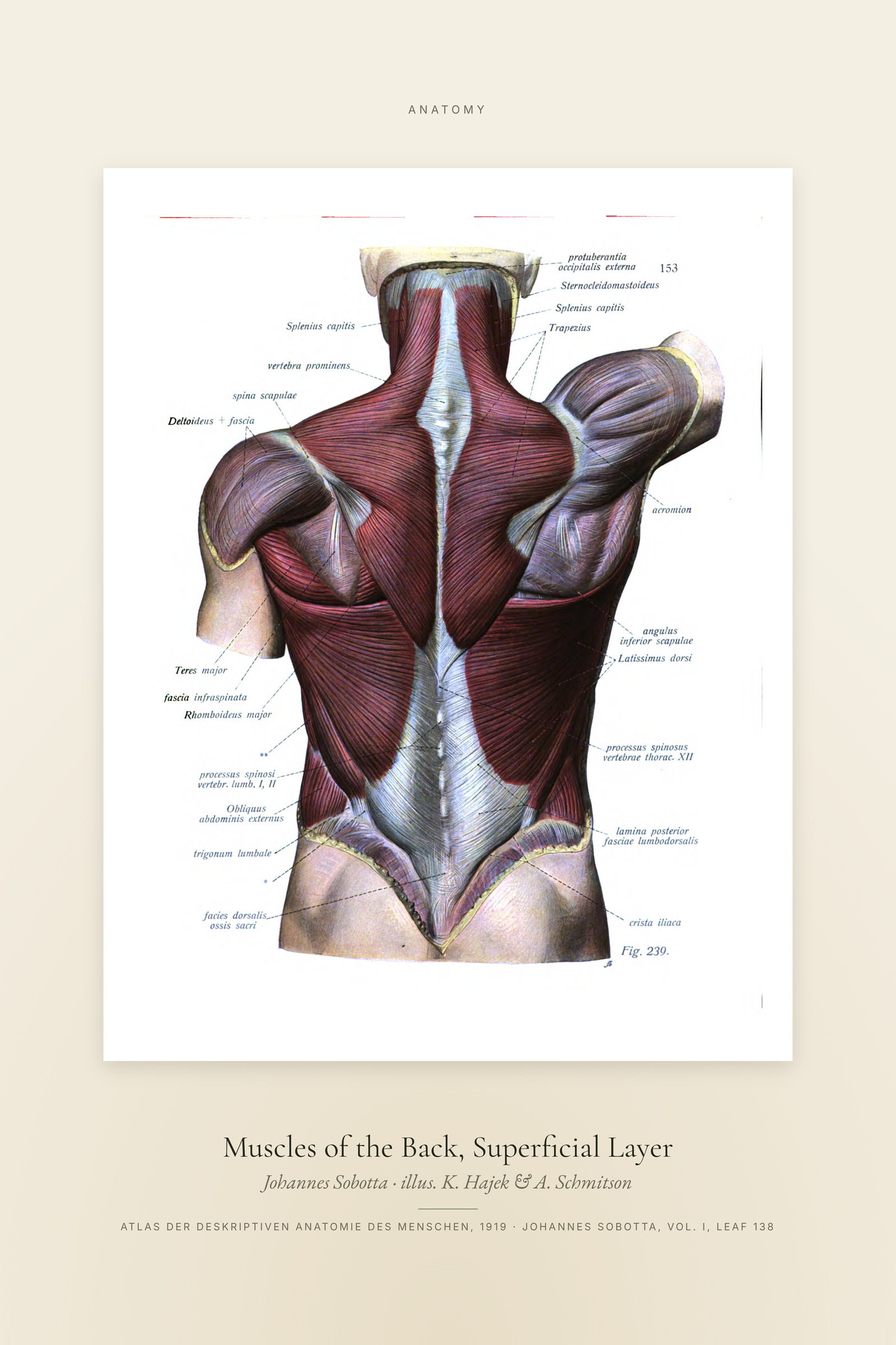 Muscles of the Back, Superficial Layer — Specimen