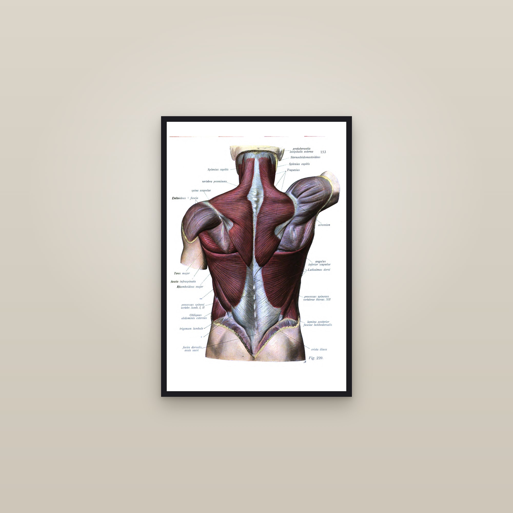 Muscles of the Back, Superficial Layer — framed in a gallery setting