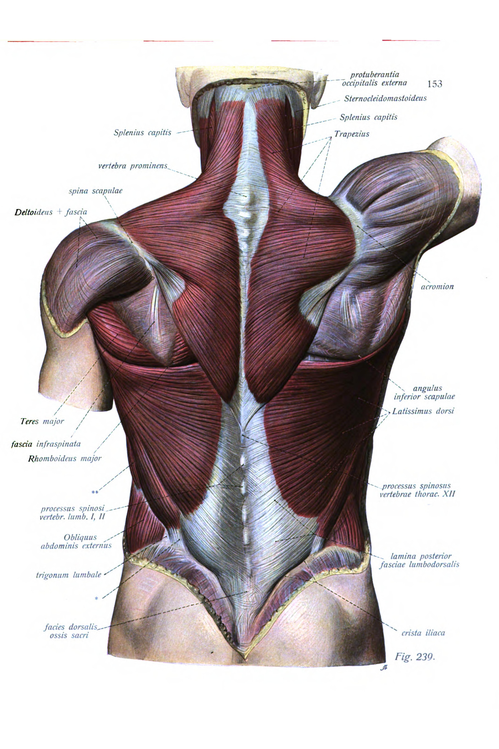 Muscles of the Back, Superficial Layer