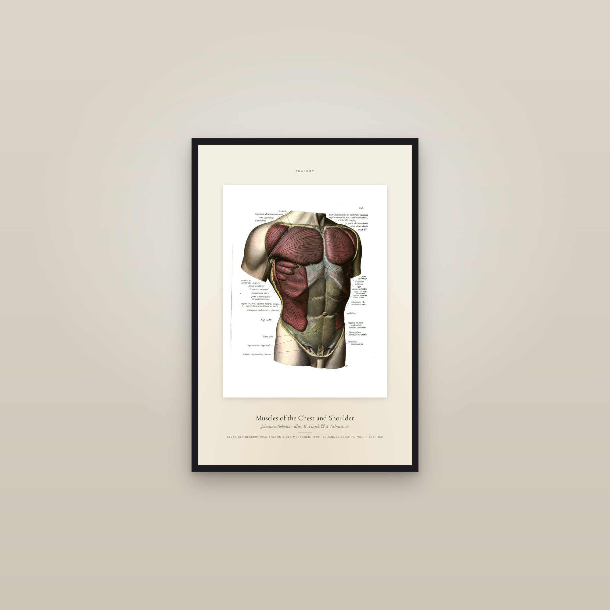 Muscles of the Chest and Shoulder — Specimen — framed in a gallery setting