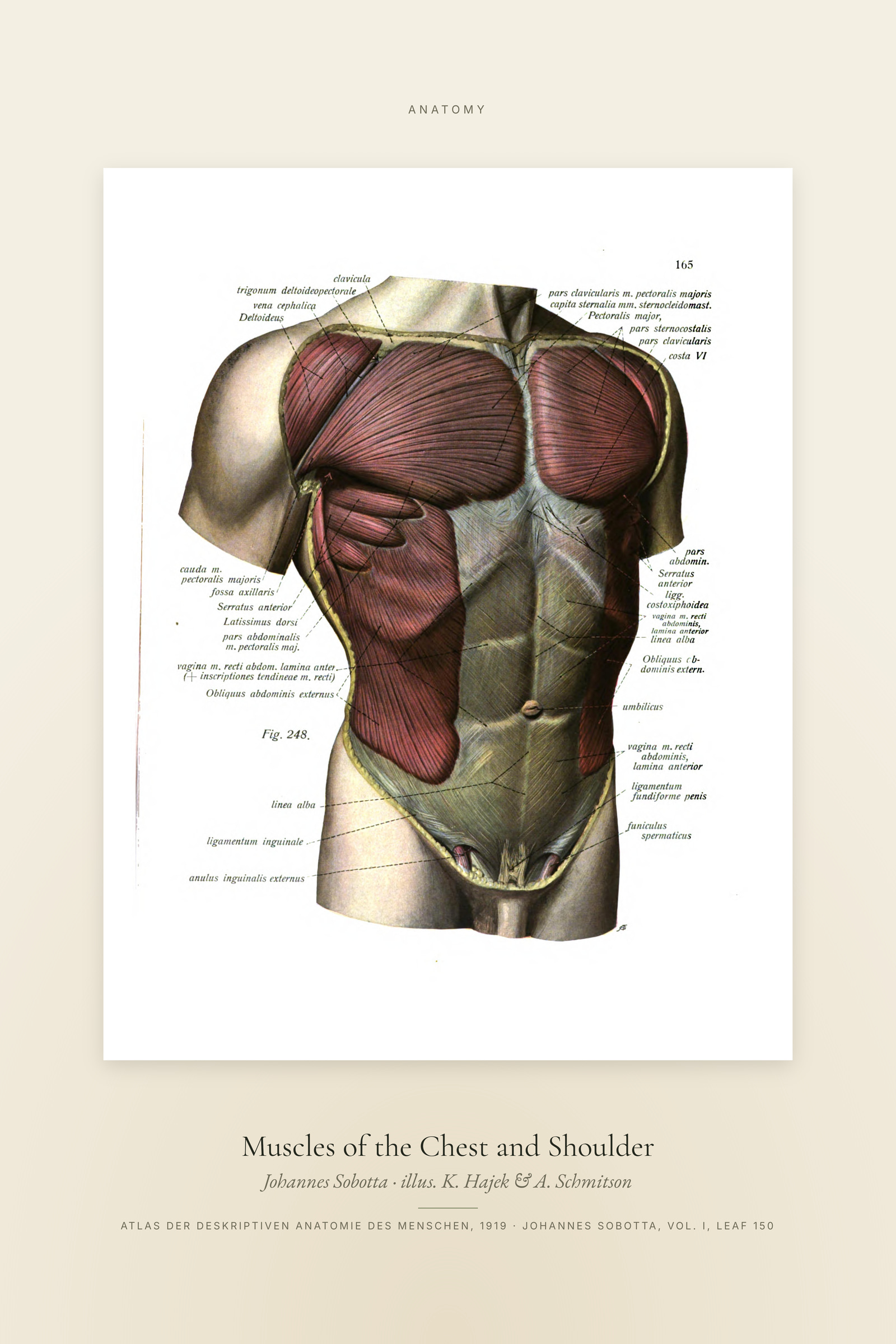 Muscles of the Chest and Shoulder — Specimen