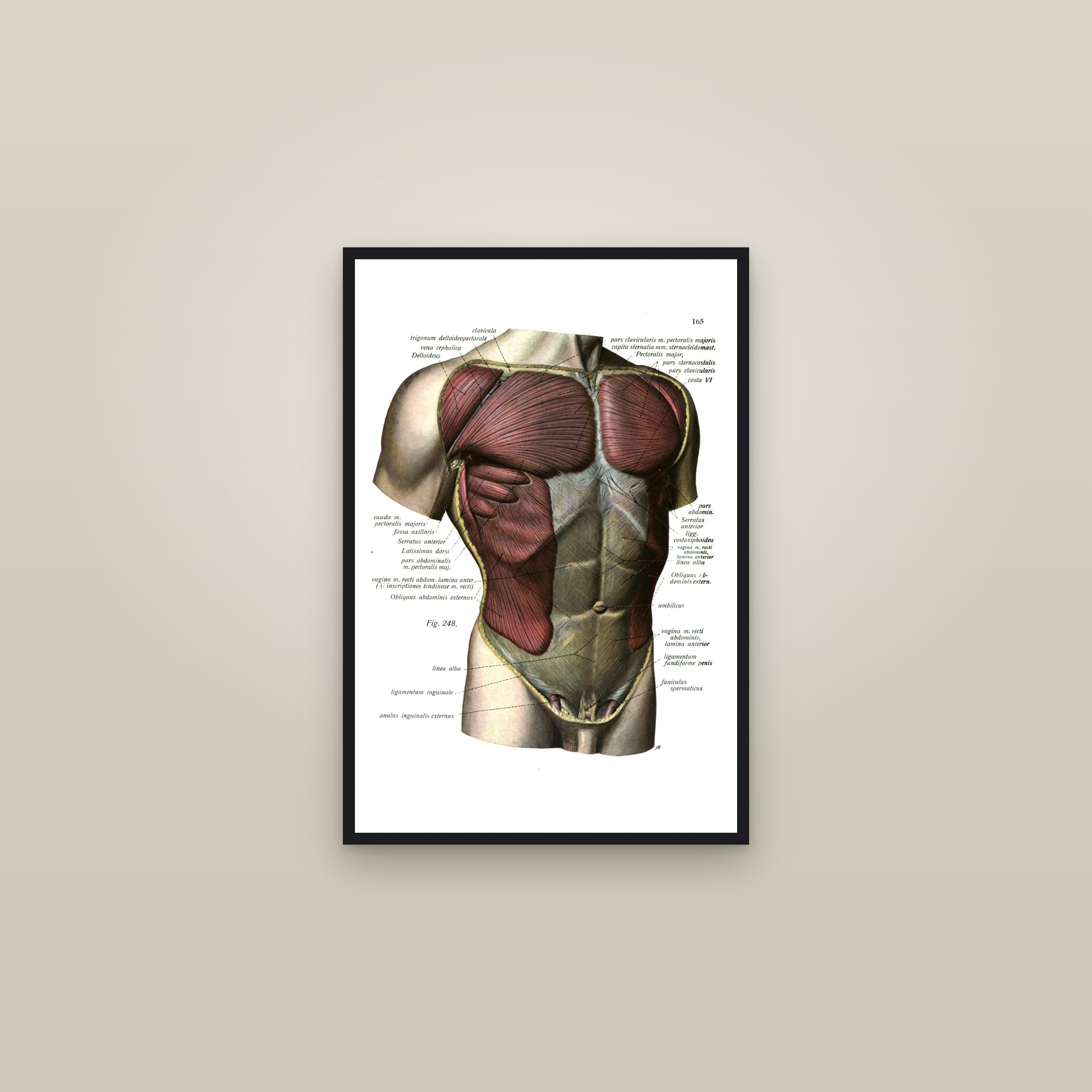 Muscles of the Chest and Shoulder — framed in a gallery setting