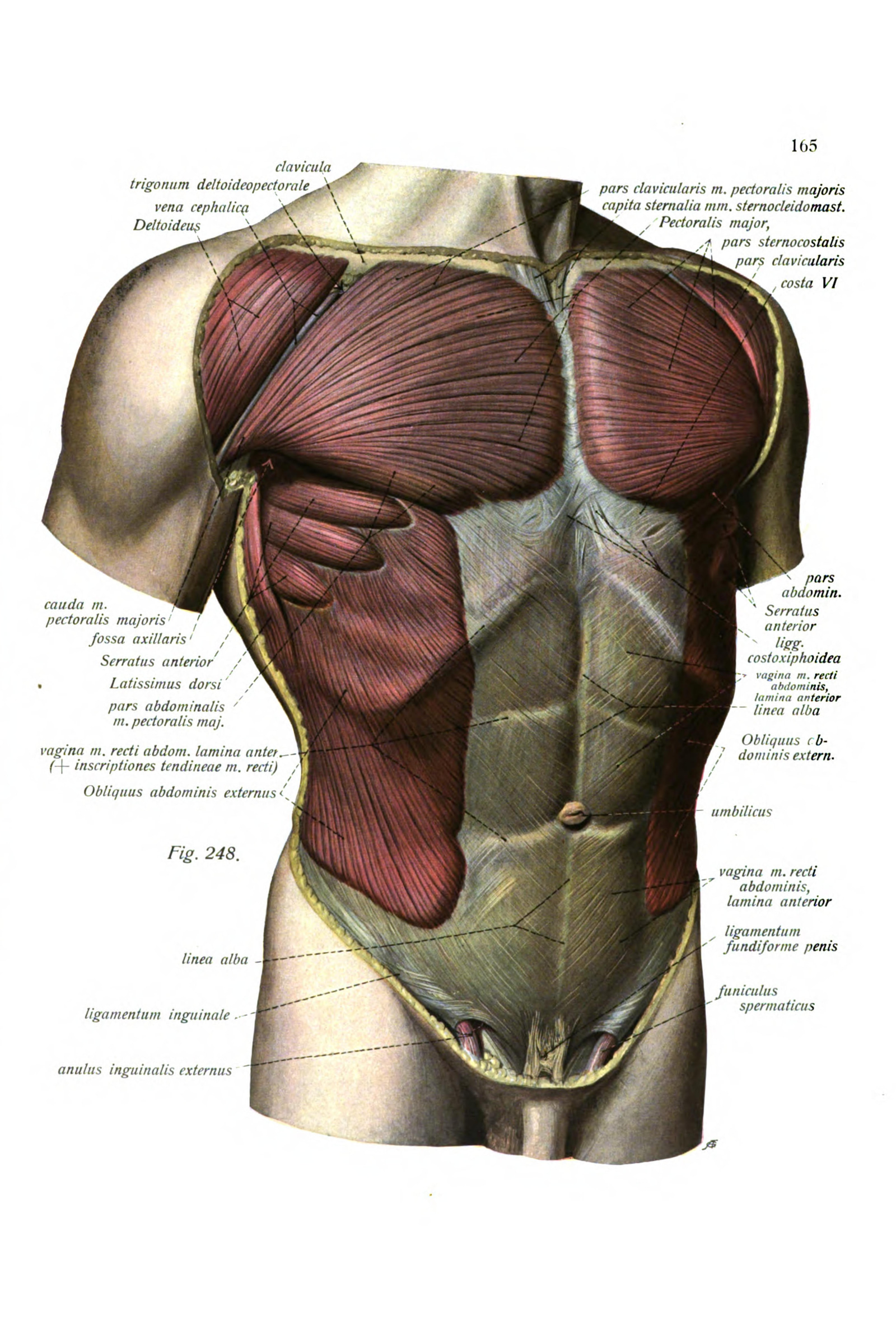Muscles of the Chest and Shoulder