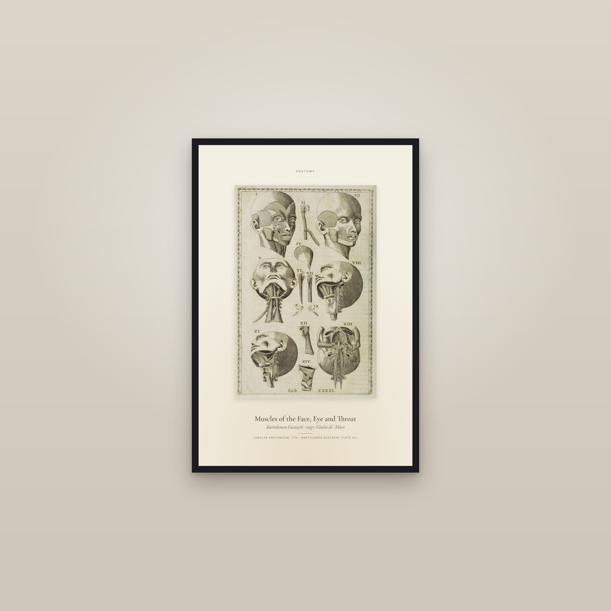 Muscles of the Face, Eye and Throat — Specimen — framed in a gallery setting