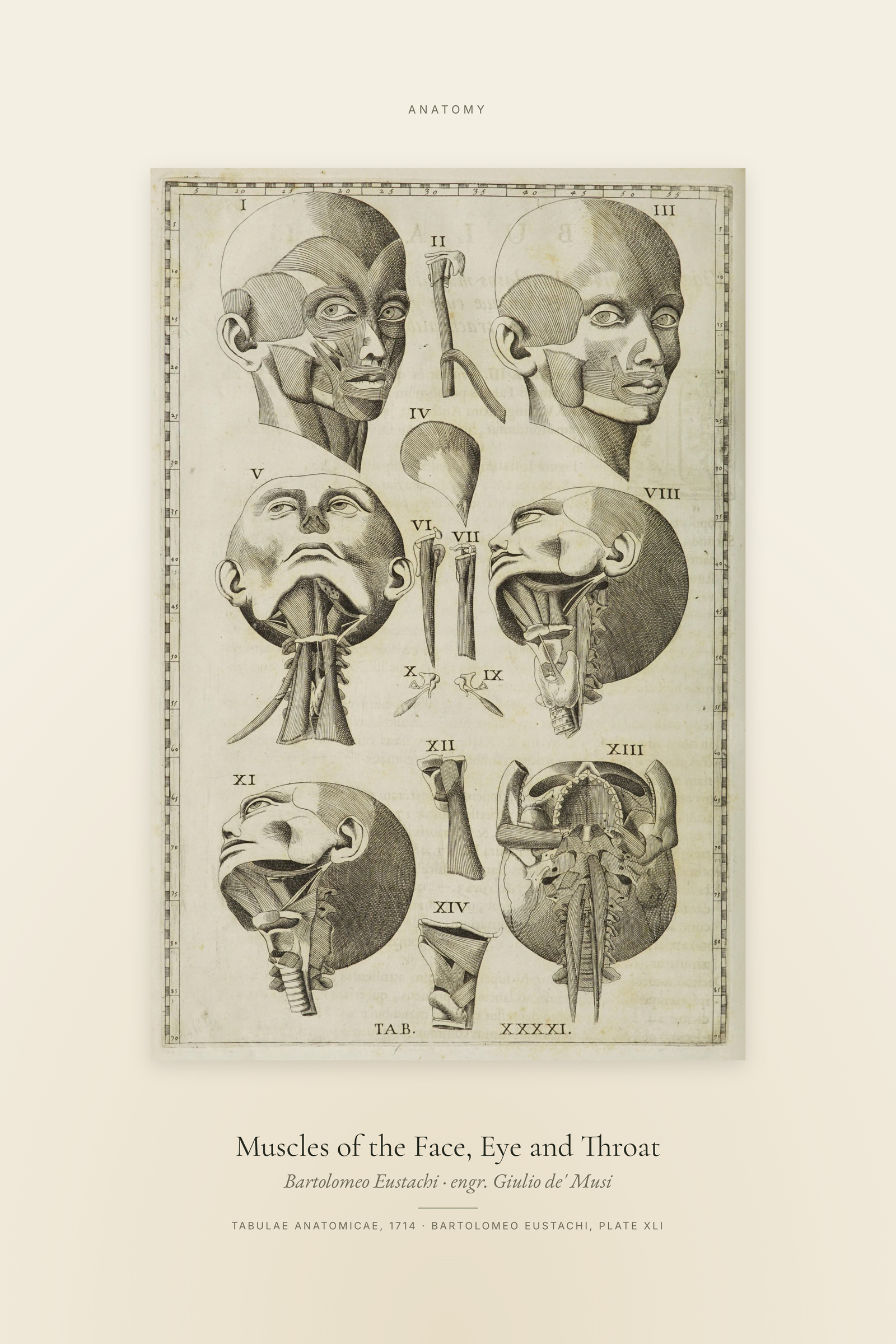 Muscles of the Face, Eye and Throat — Specimen